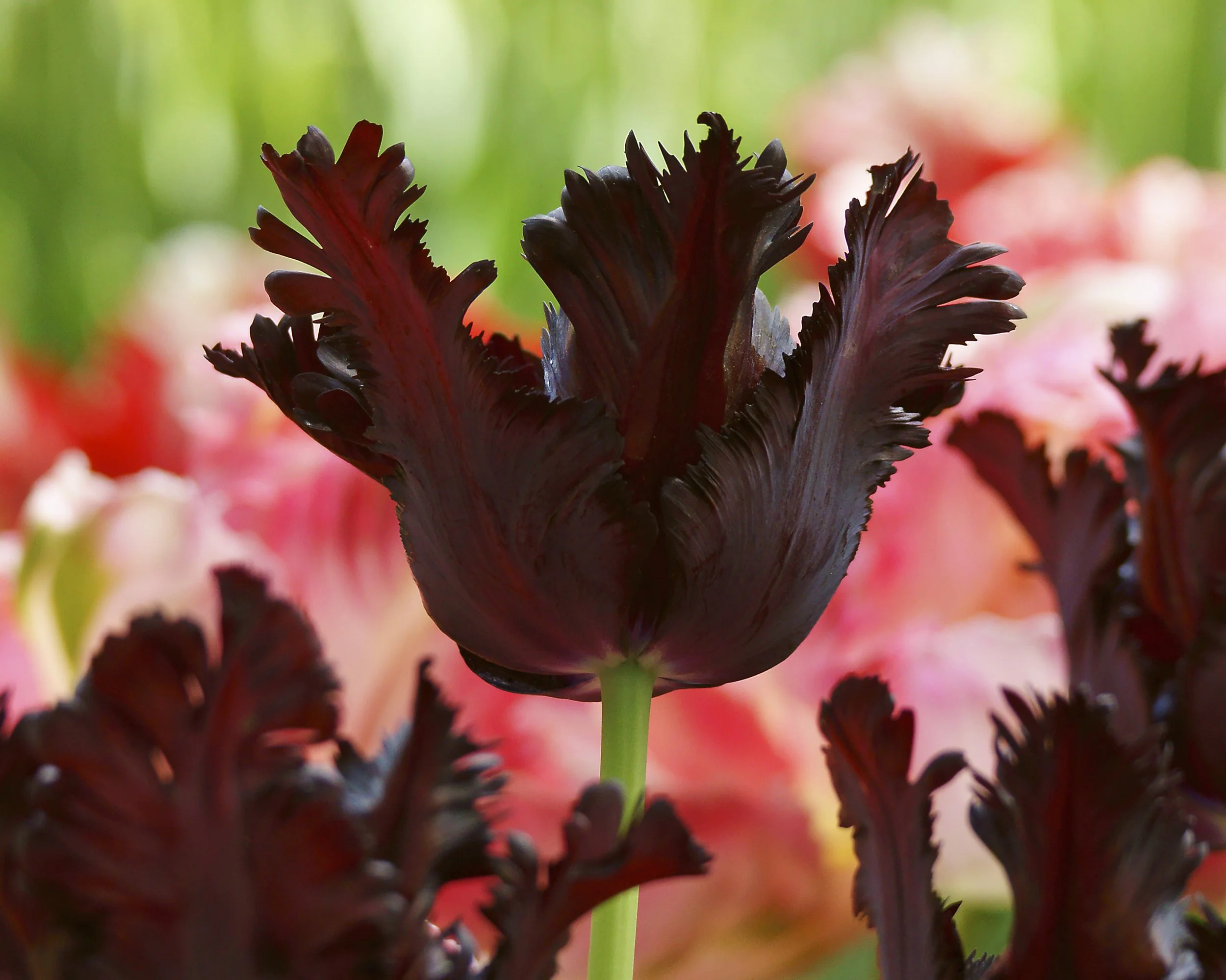 Tulip 'Black Parrot' - Image 10