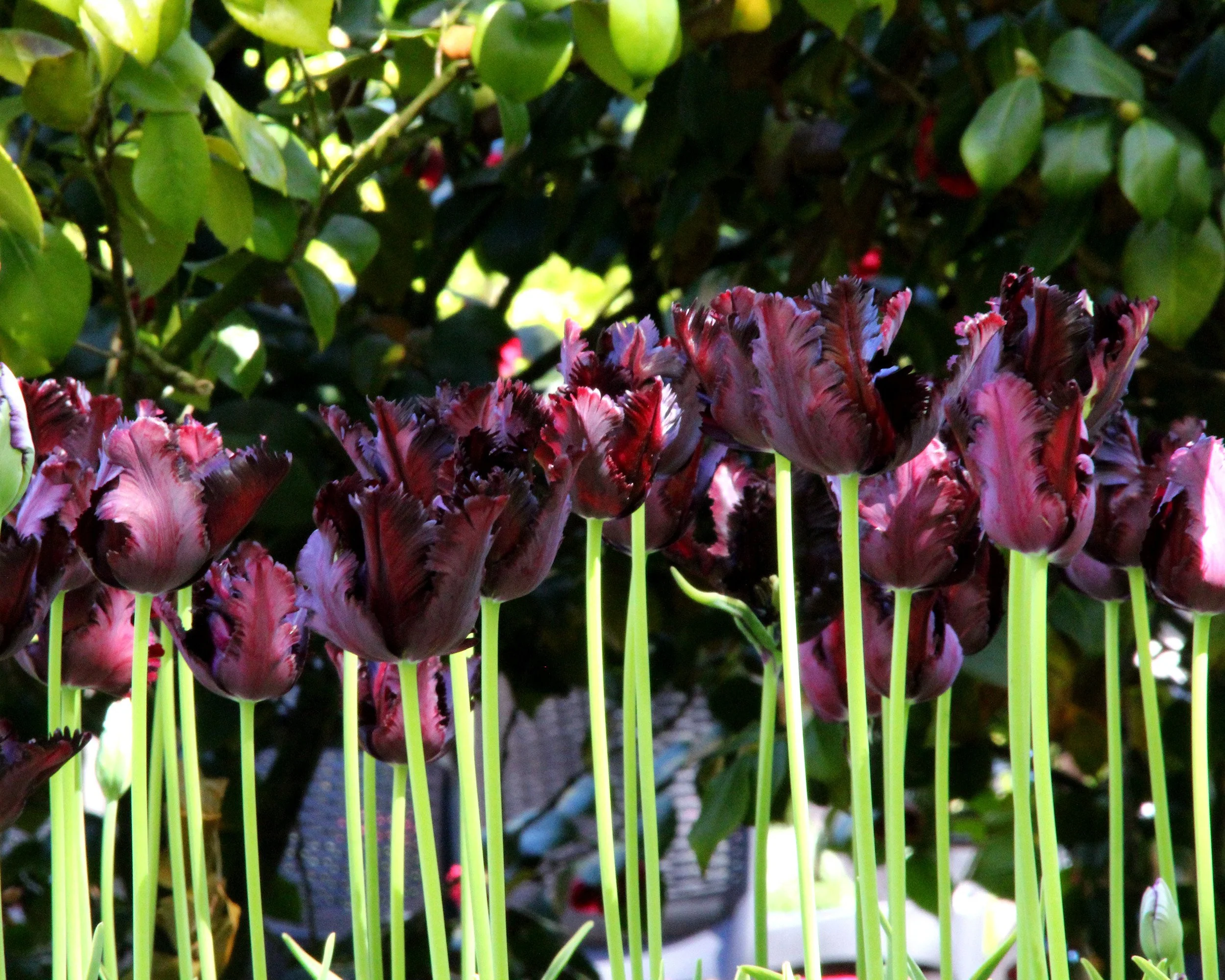 Tulip 'Black Parrot' - Image 11