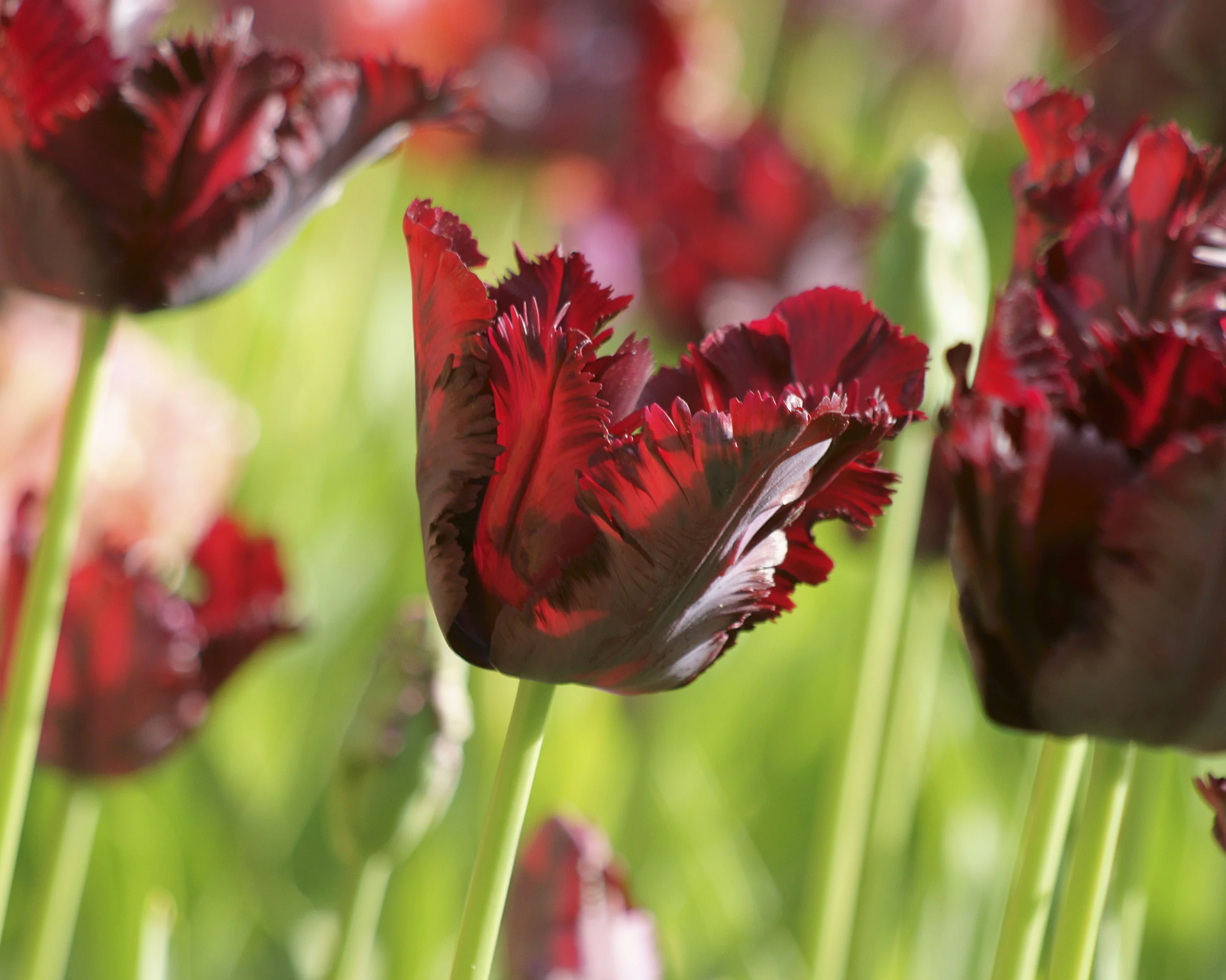 Tulip 'Black Parrot' - Image 3