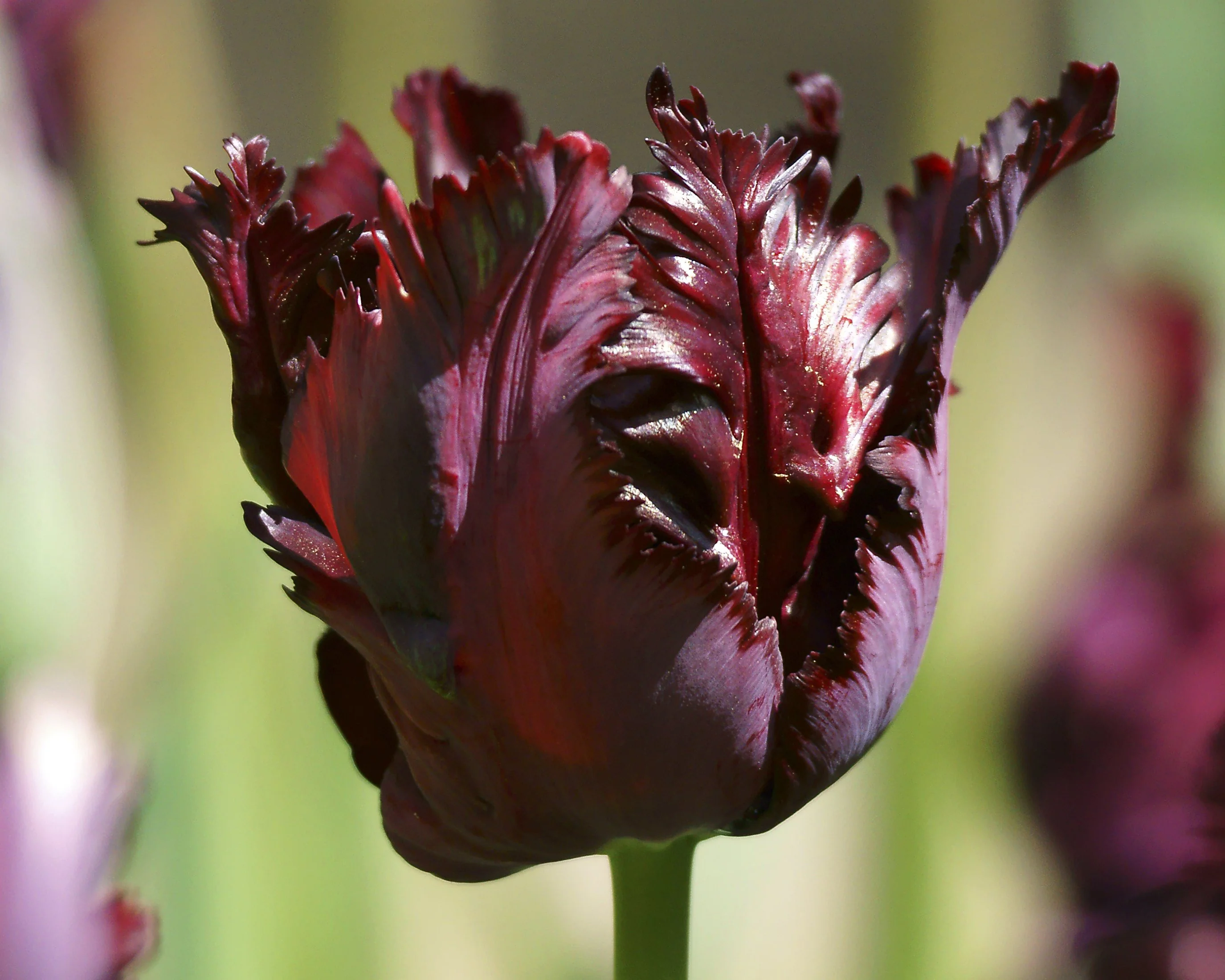 Tulip 'Black Parrot' - Image 4