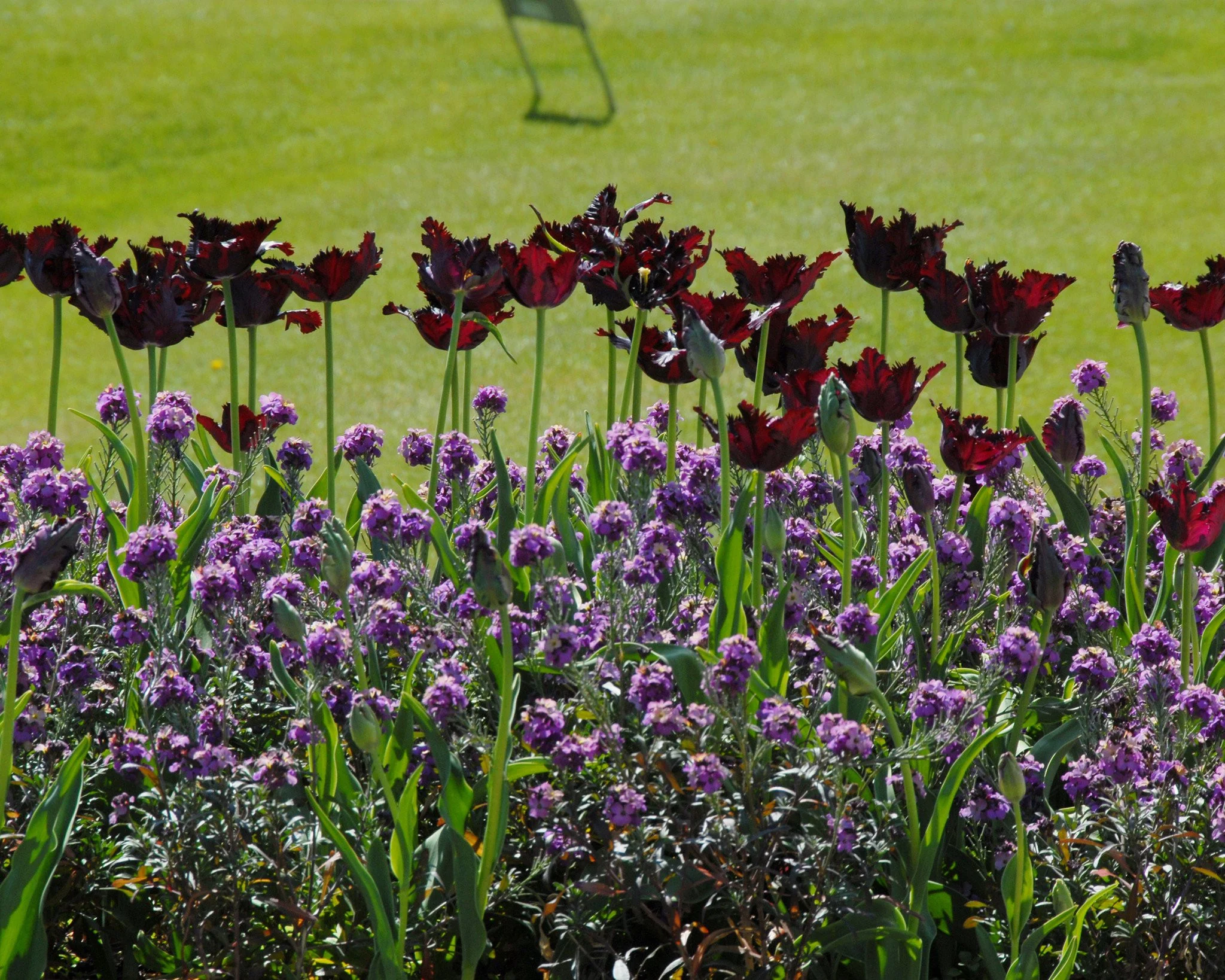 Tulip 'Black Parrot' - Image 5