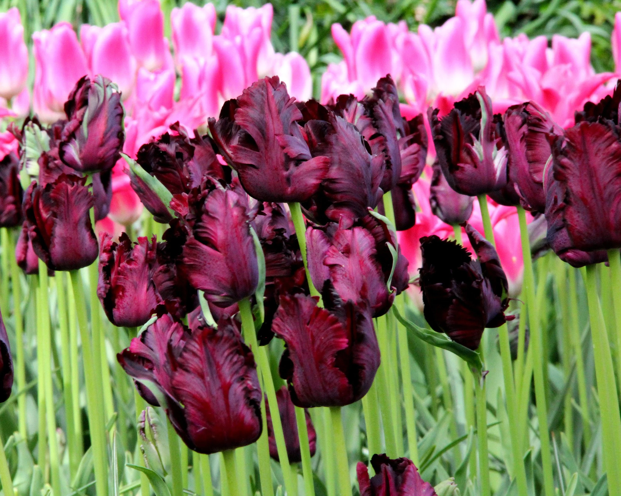 Tulip 'Black Parrot' - Image 7
