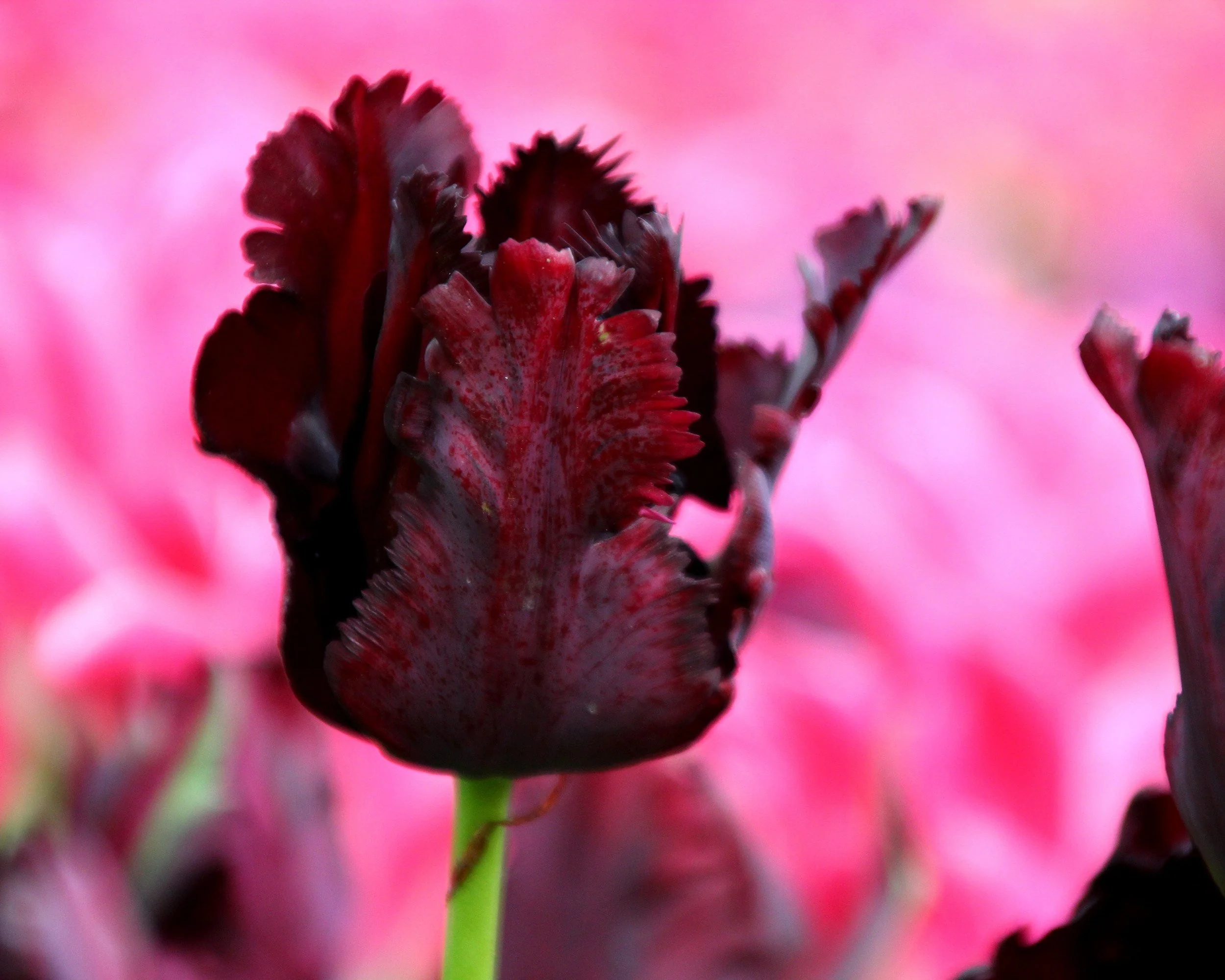 Tulip 'Black Parrot' - Image 8