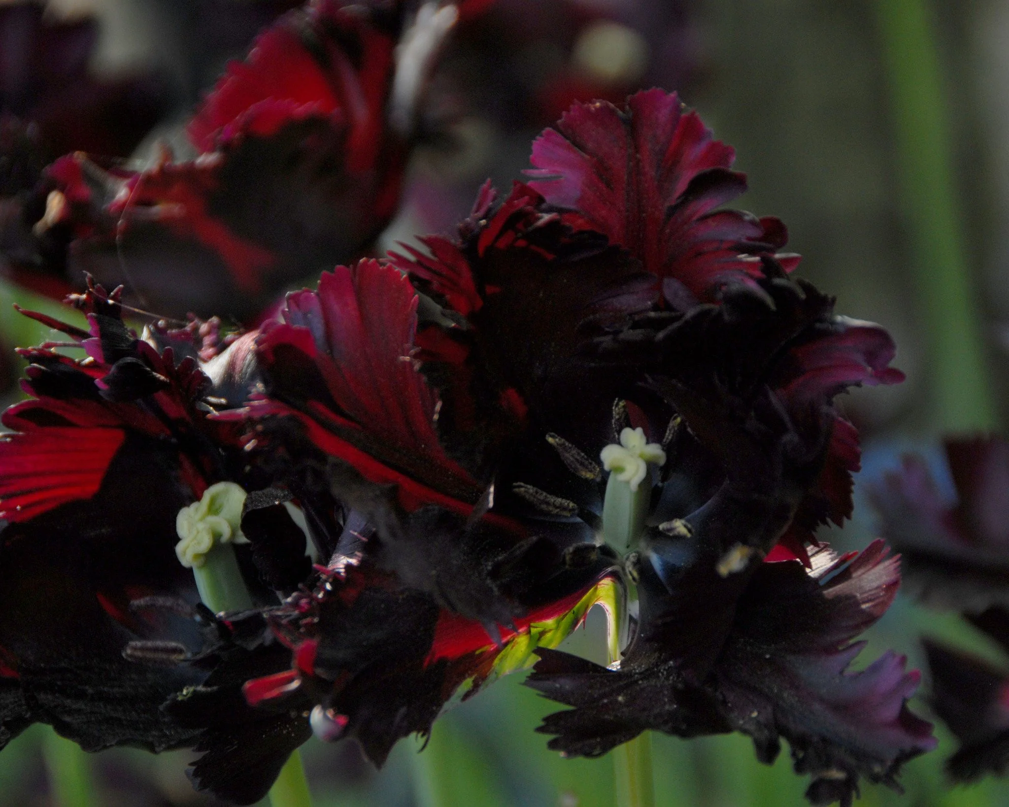 Tulip 'Black Parrot' - Image 9