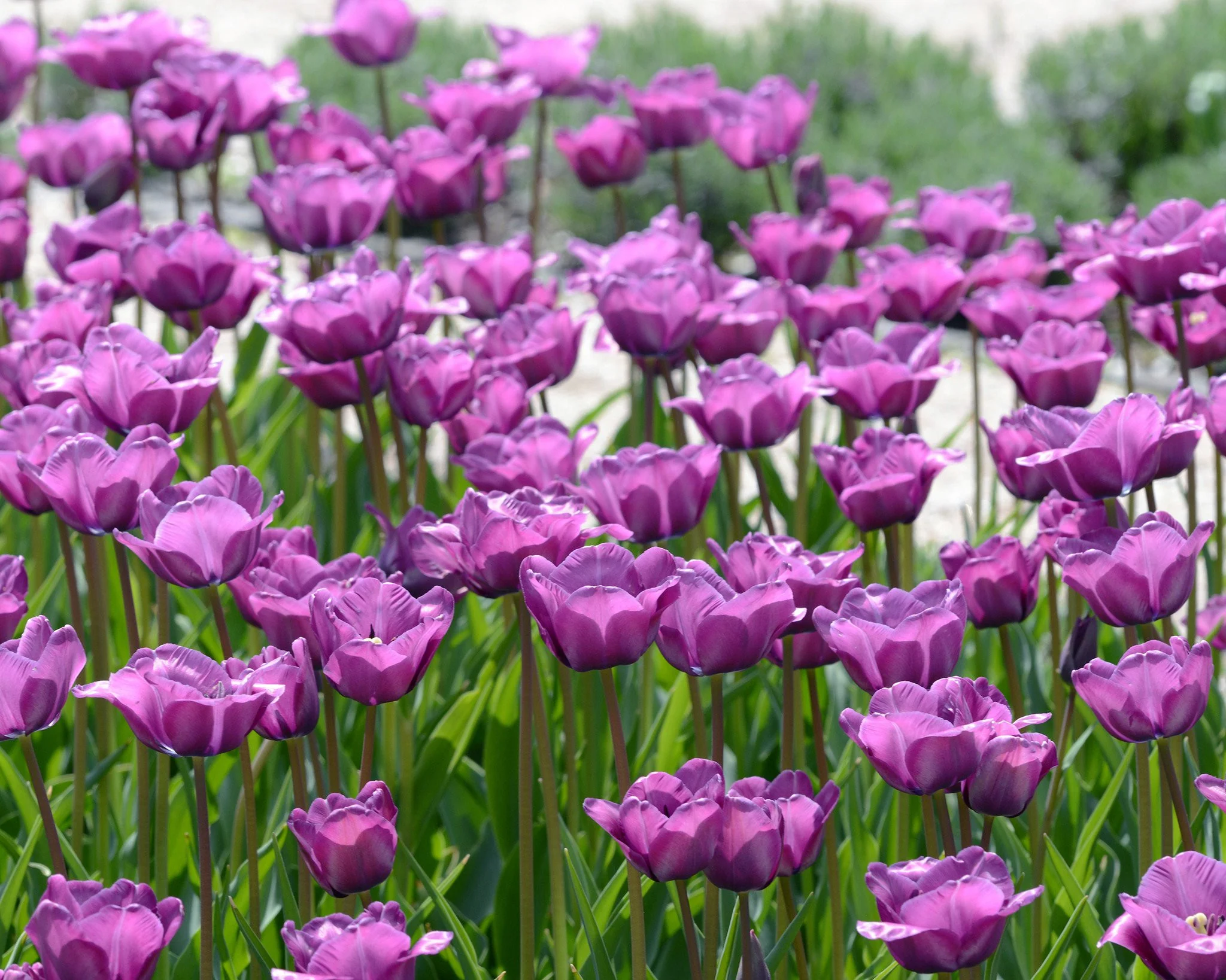 Tulip 'Bleu Aimable' - Image 3