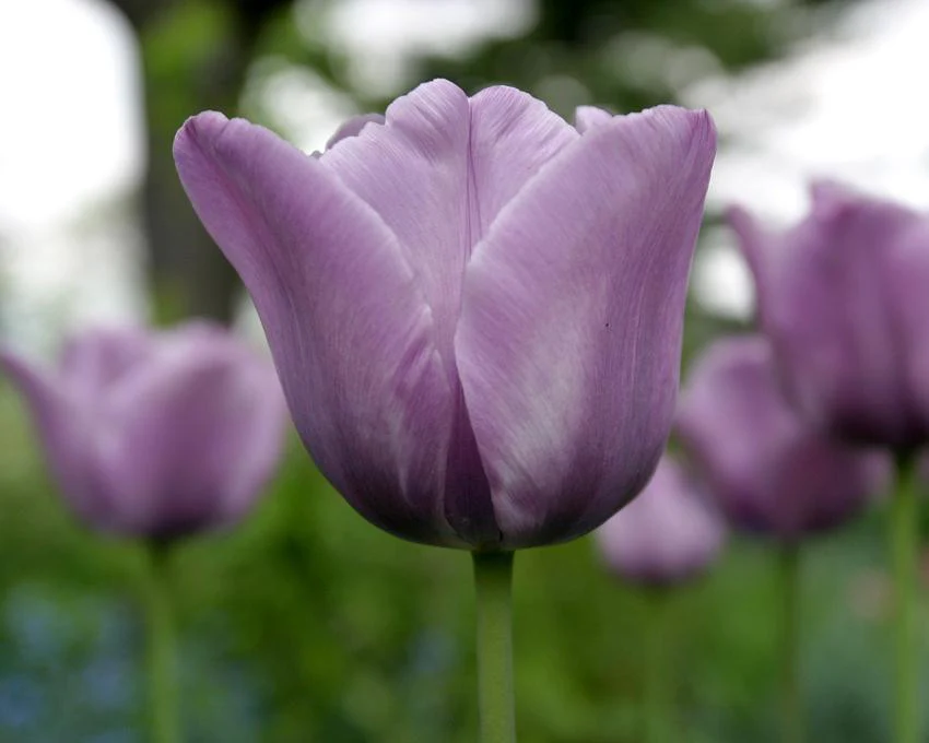 Tulip 'Bleu Aimable' - Image 4