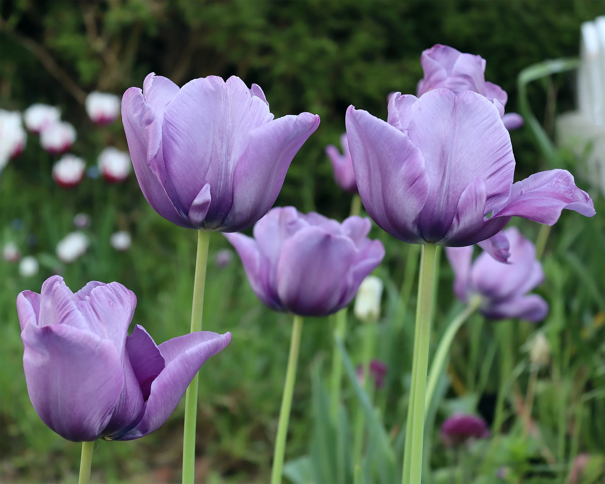 Tulip 'Bleu Aimable' - Image 5