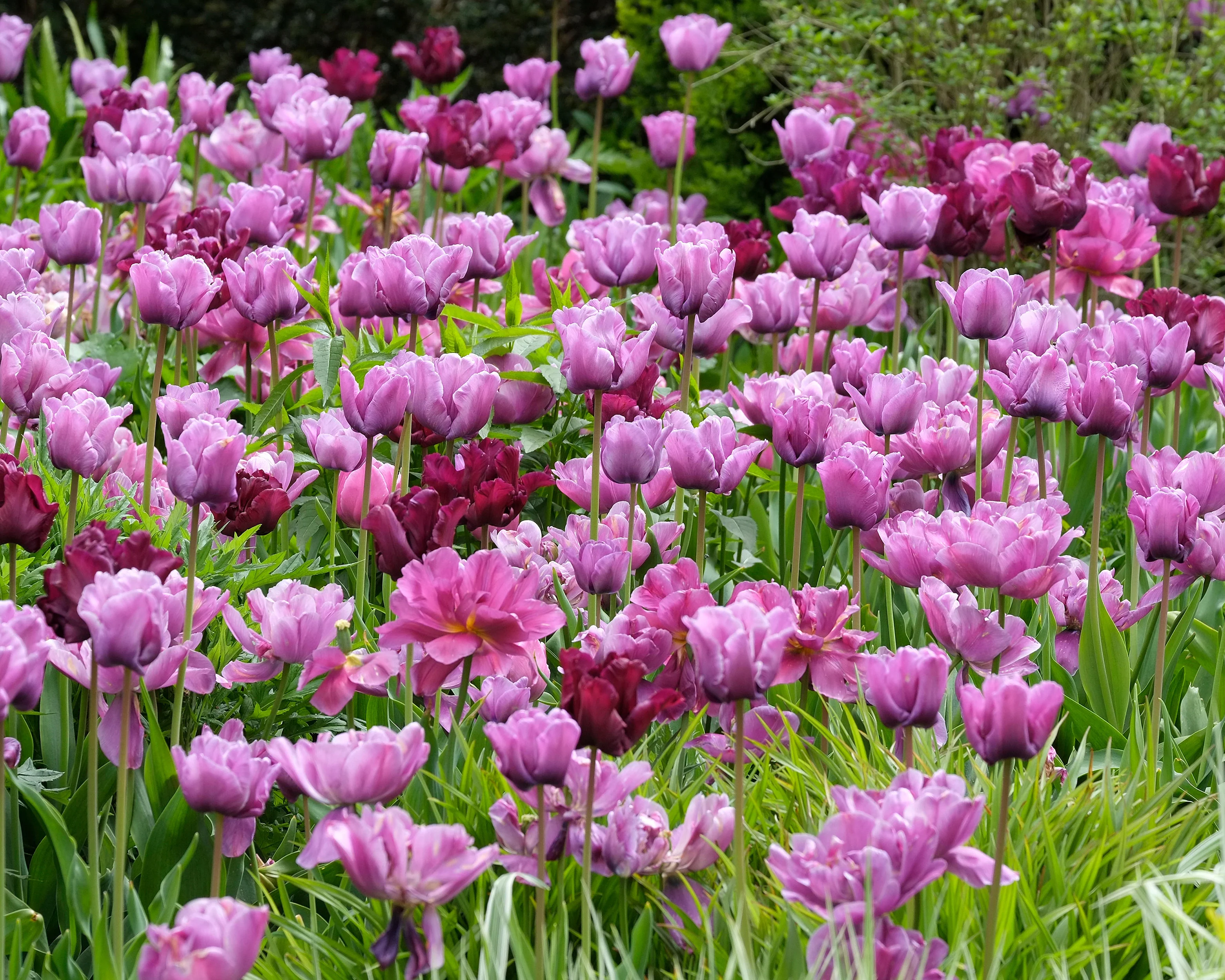 Tulip 'Blue Diamond' - Image 11