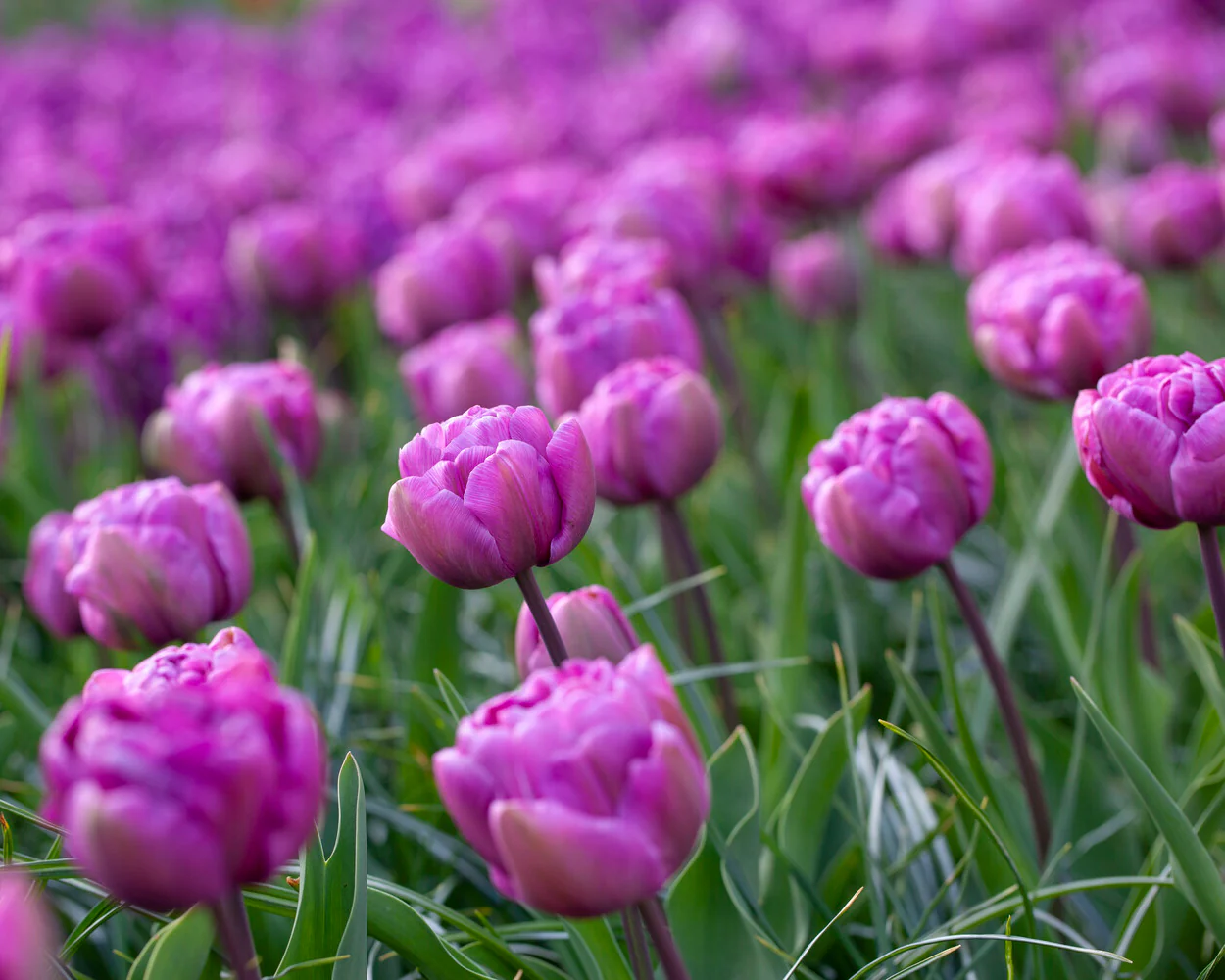 Tulip 'Blue Diamond' - Image 4