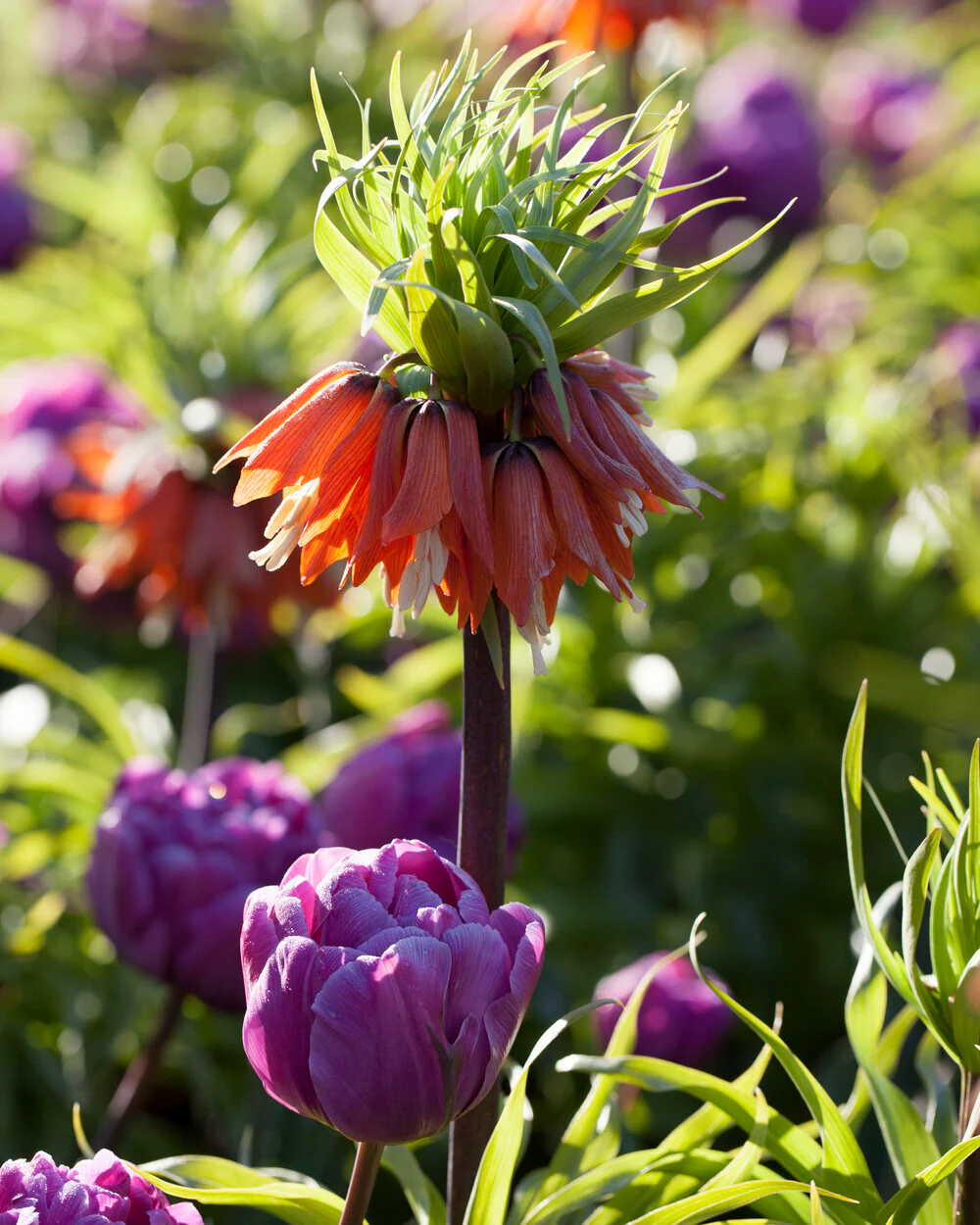 Tulip 'Blue Diamond' - Image 6