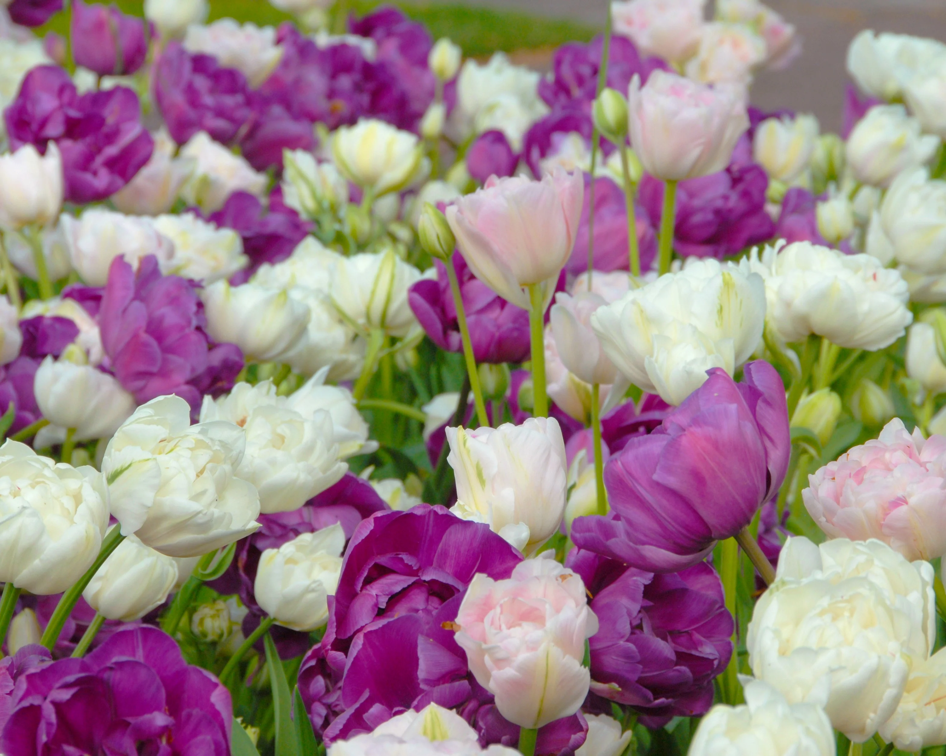 Tulip 'Blue Diamond' - Image 9