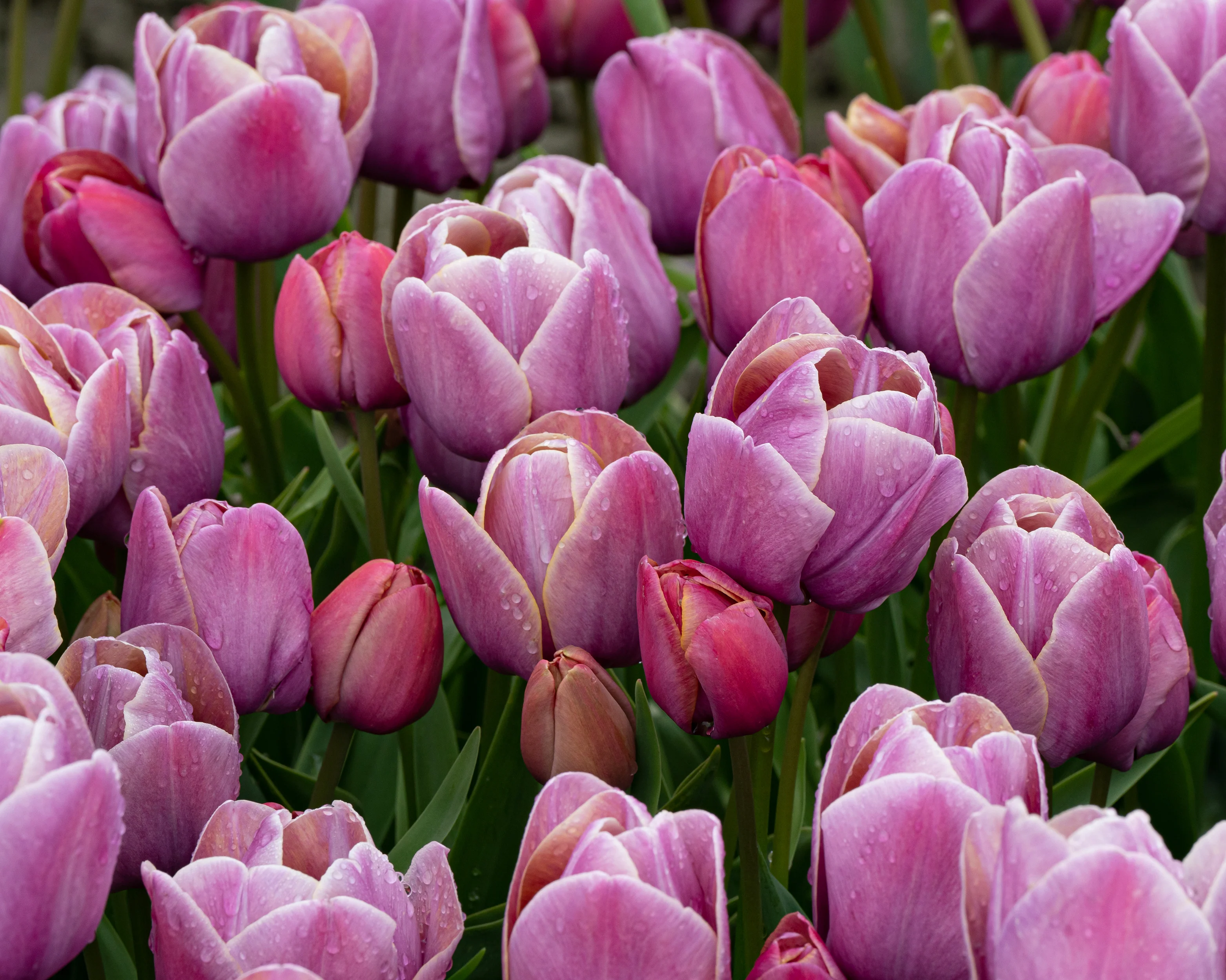 Tulip 'Blue Heaven' - Image 3