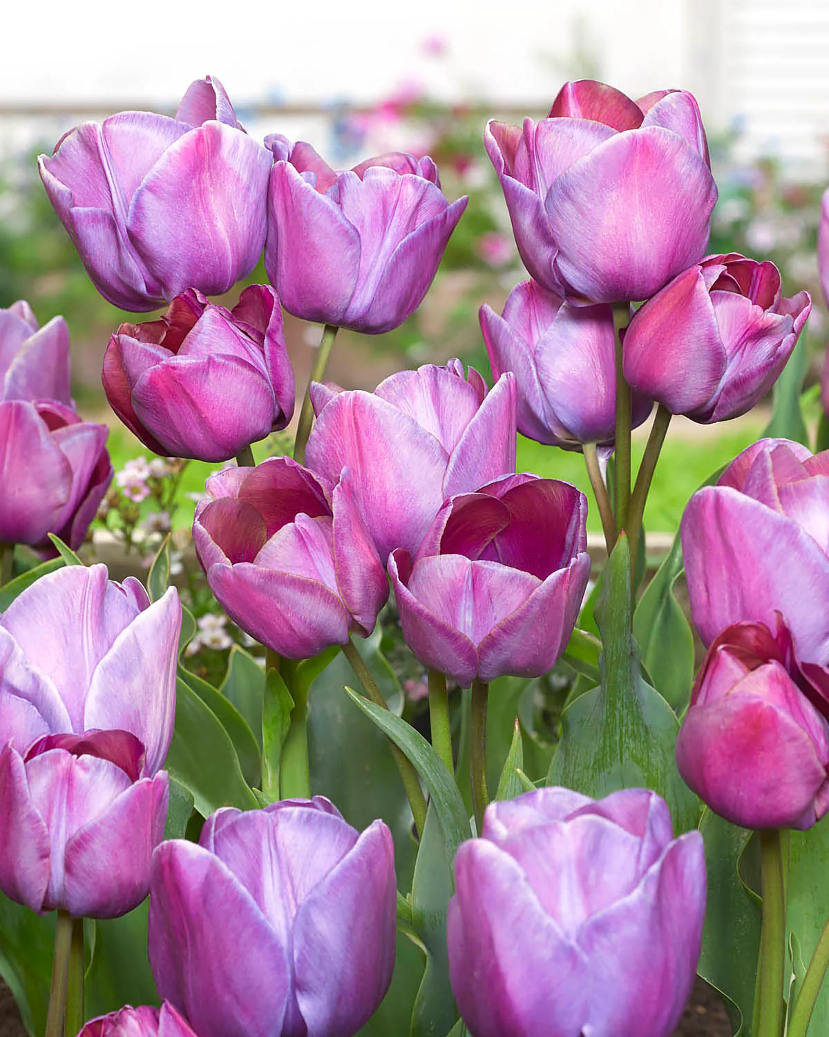 Tulip 'Blue Heaven' - Image 4