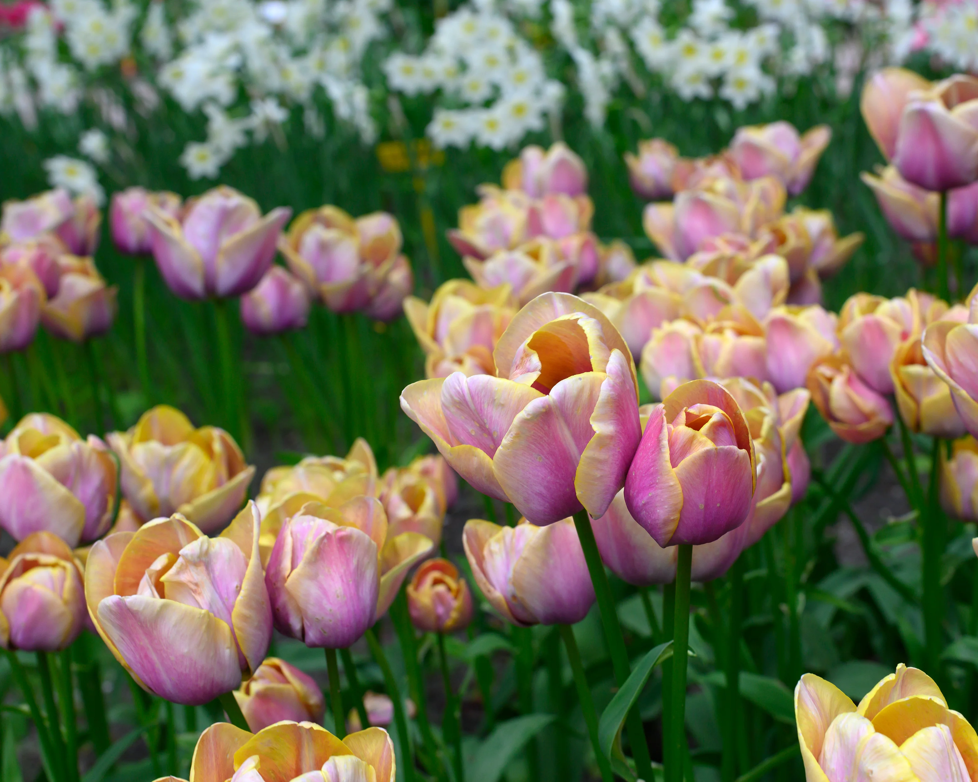 Tulip 'Blue Heaven' - Image 5