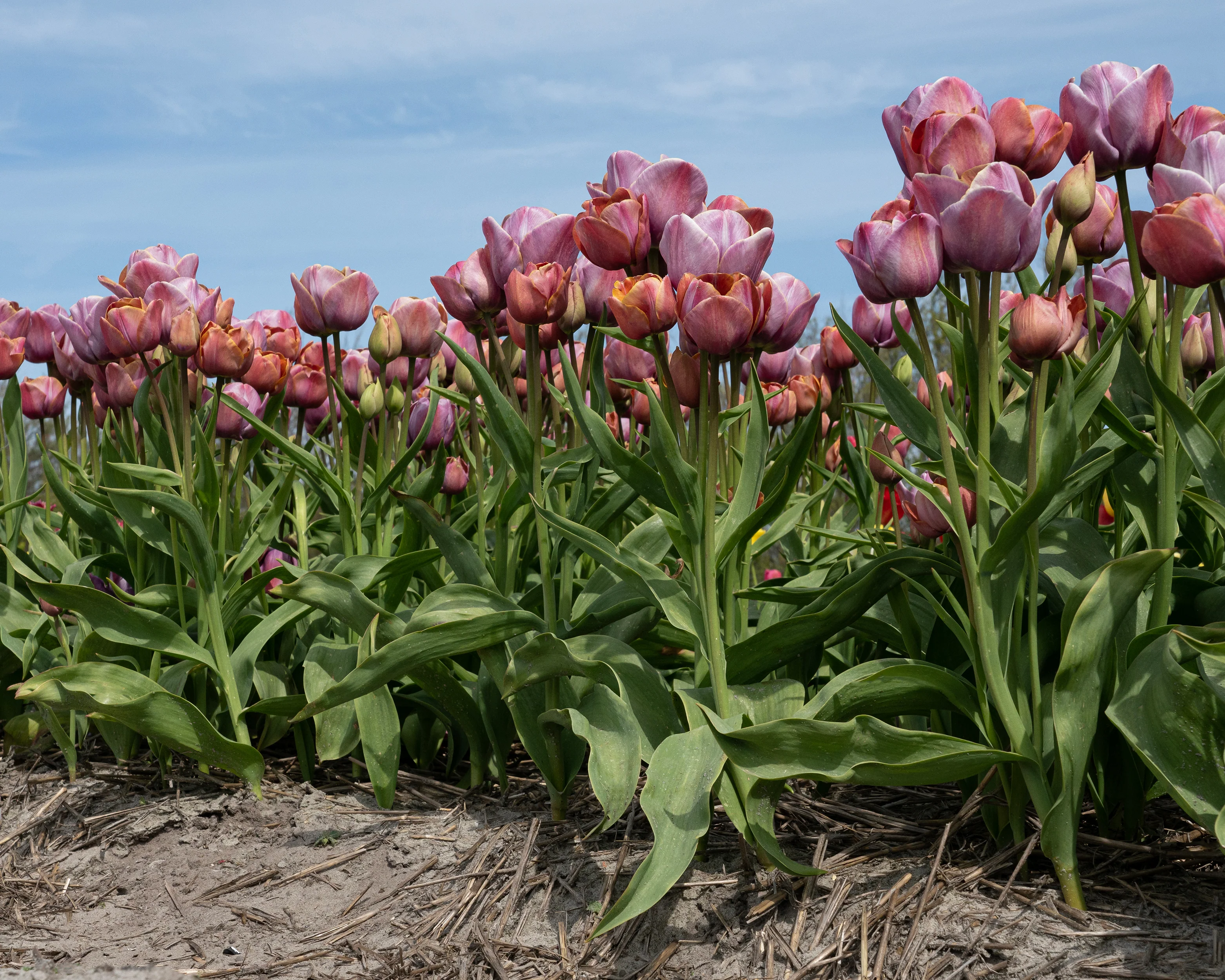 Tulip 'Blue Heaven' - Image 7