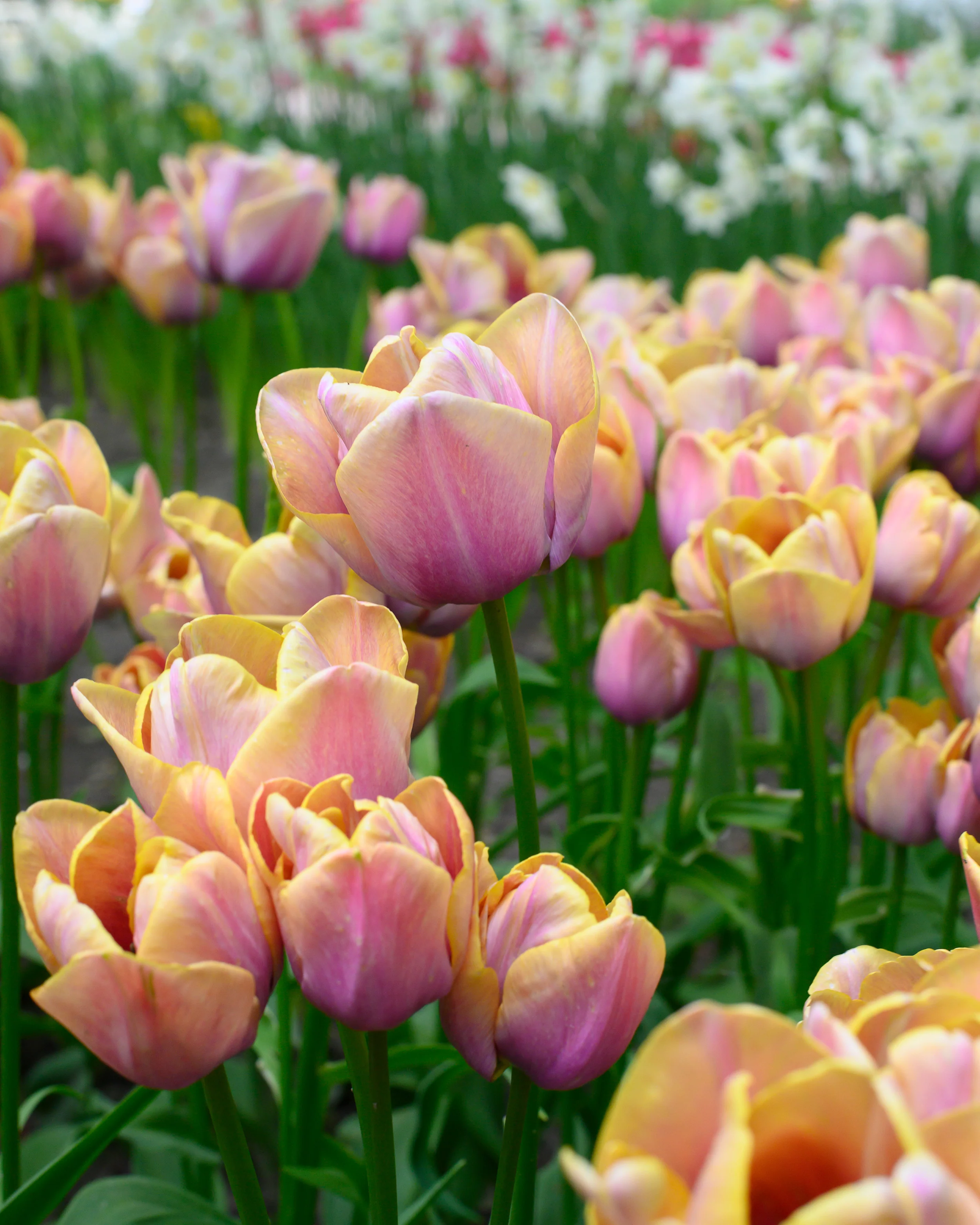 Tulip 'Blue Heaven' - Image 8