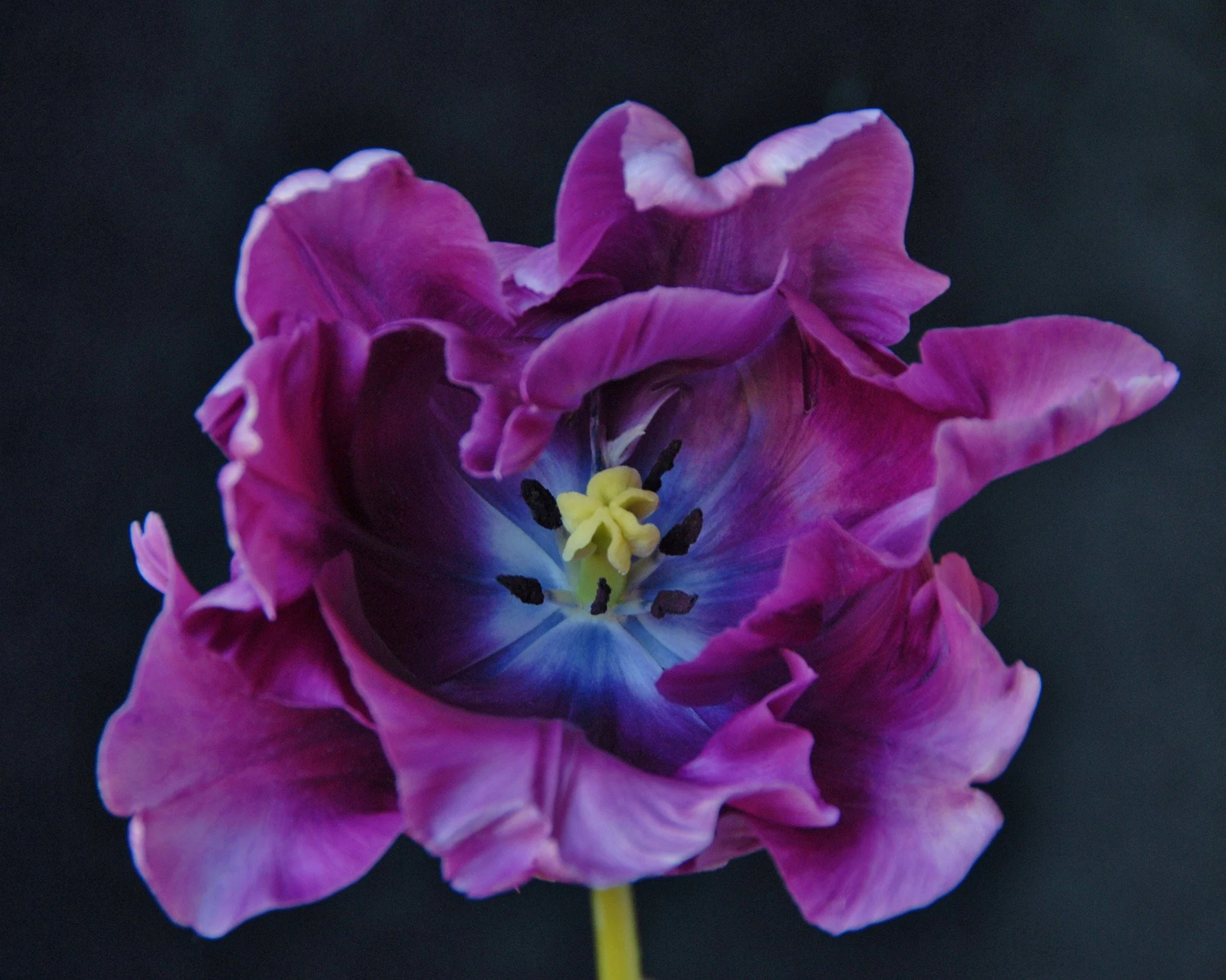 Tulip 'Blue Parrot' - Image 3