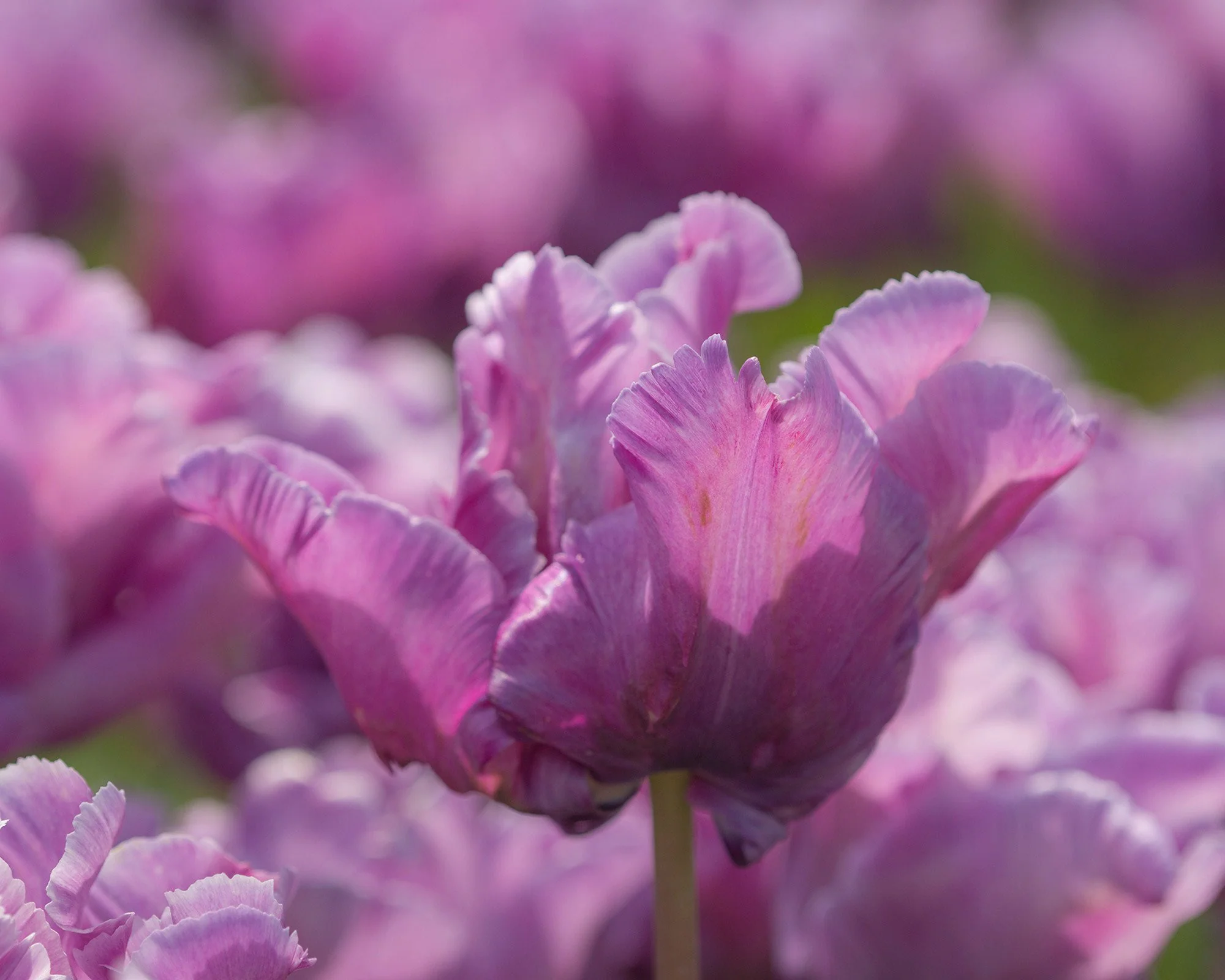 Tulip 'Blue Parrot' - Image 4