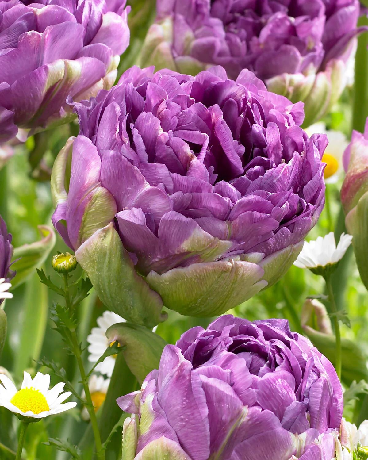Tulip 'Blue Wow' - Image 3