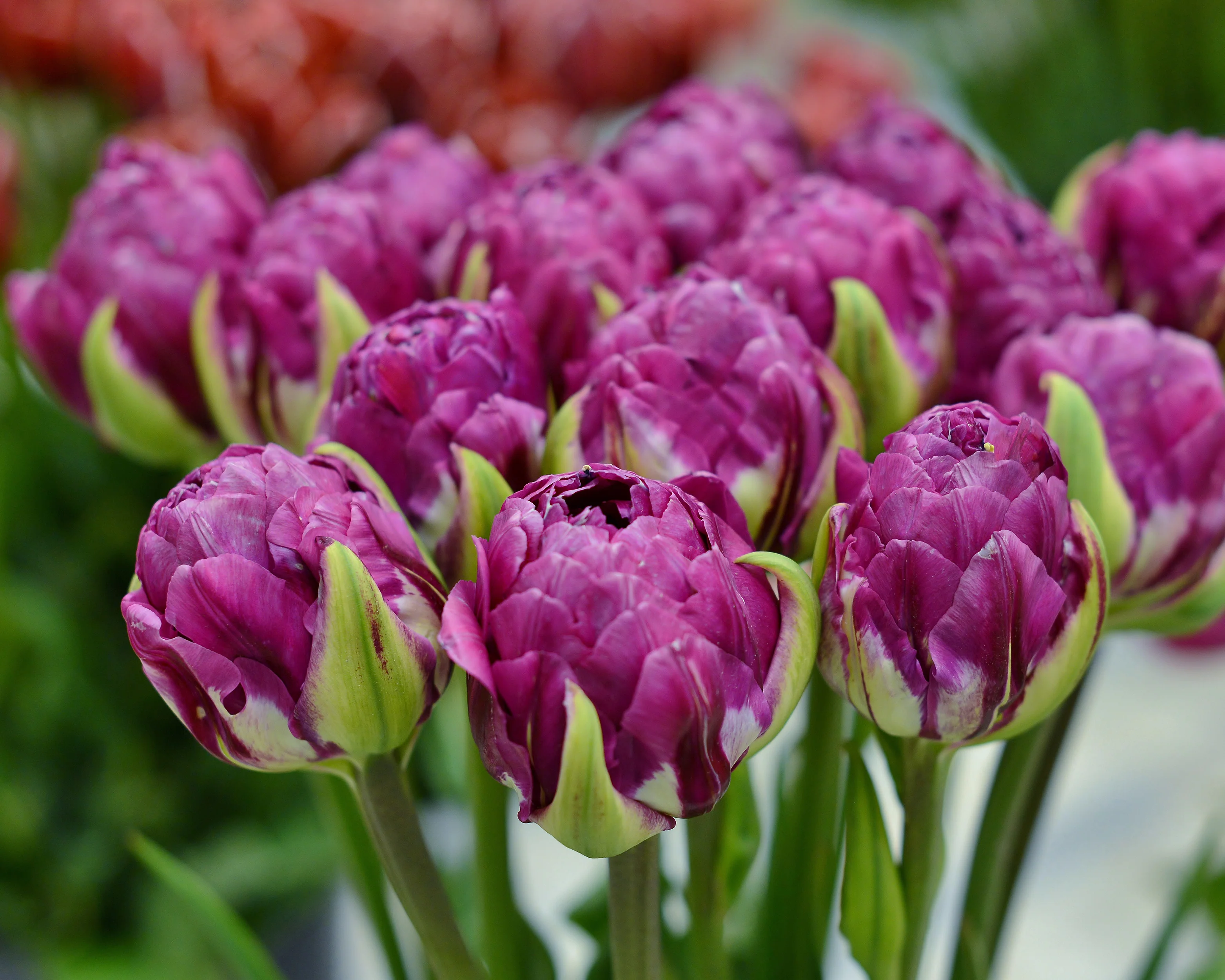 Tulip 'Blue Wow' - Image 4