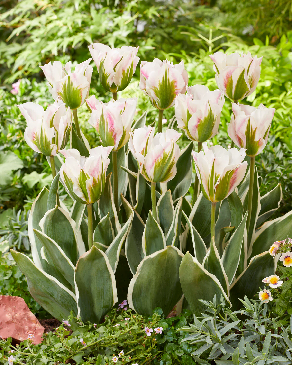 Tulip 'Blushing Artist' - Image 3