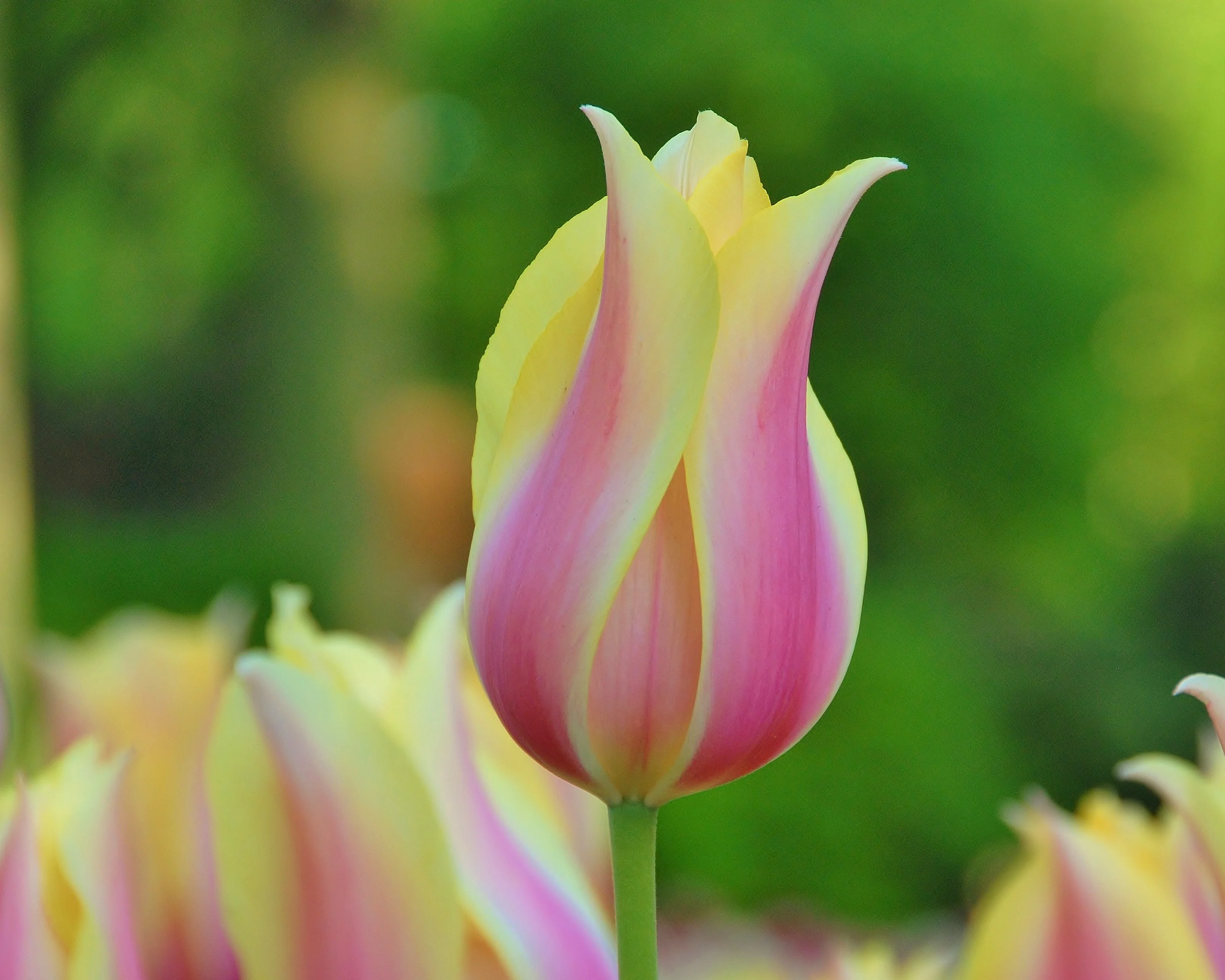 Tulip 'Blushing Beauty' - Image 12