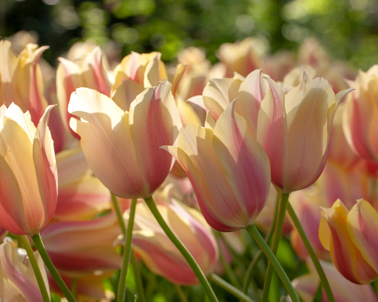 Tulip 'Blushing Beauty' - Image 13