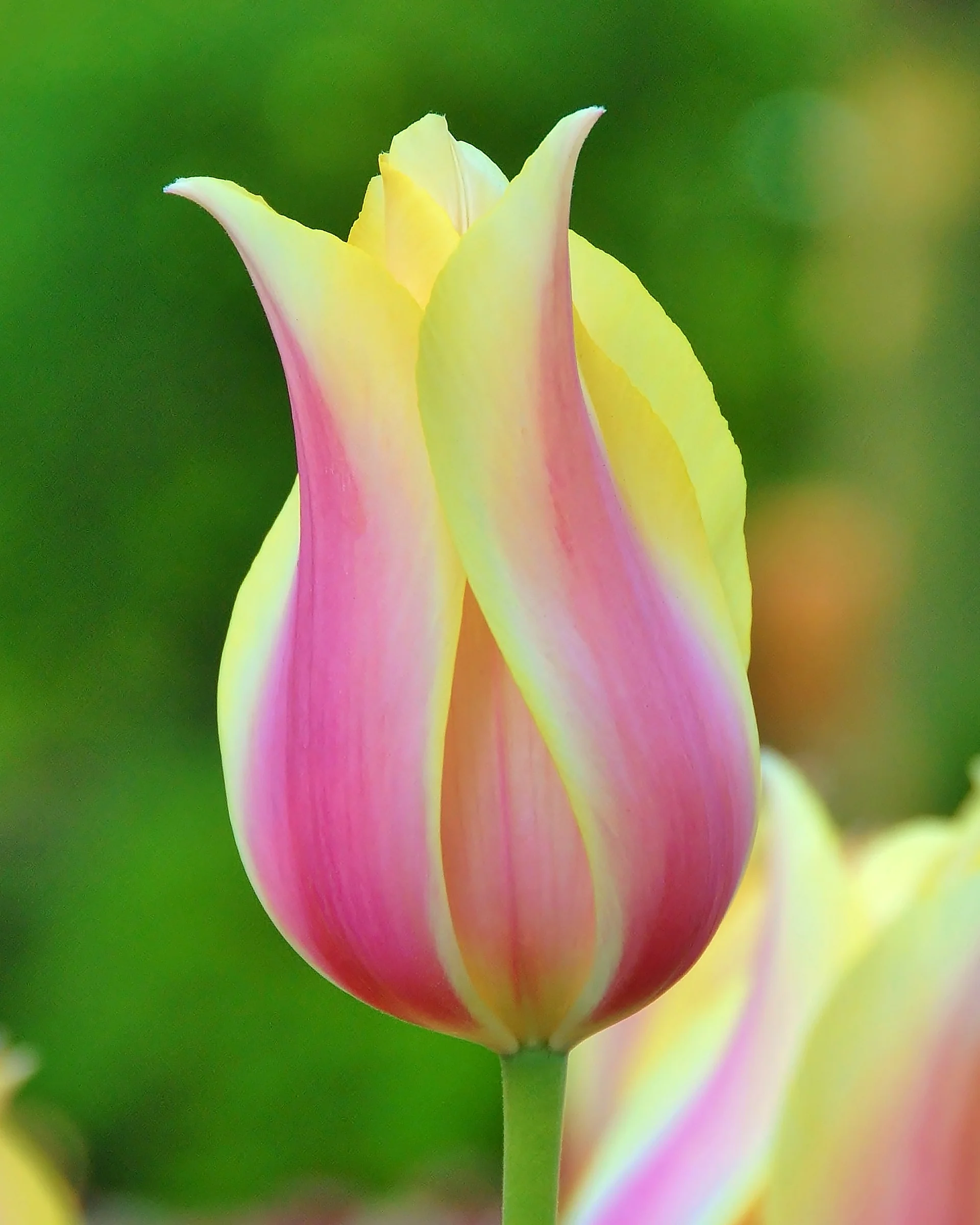 Tulip 'Blushing Beauty' - Image 3