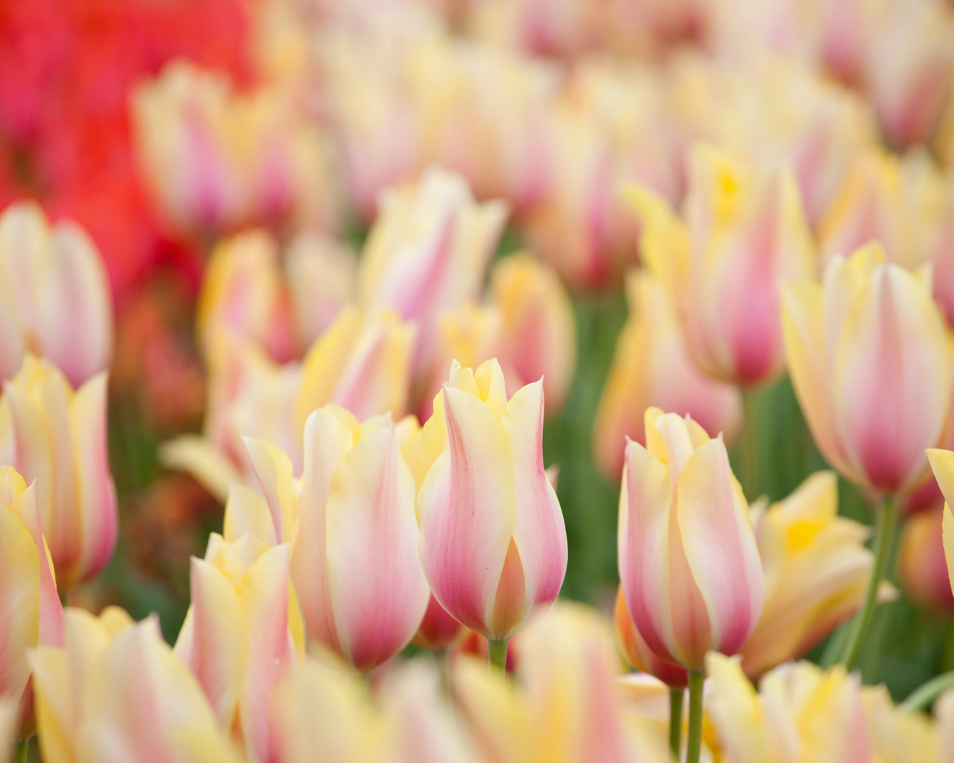 Tulip 'Blushing Beauty' - Image 5