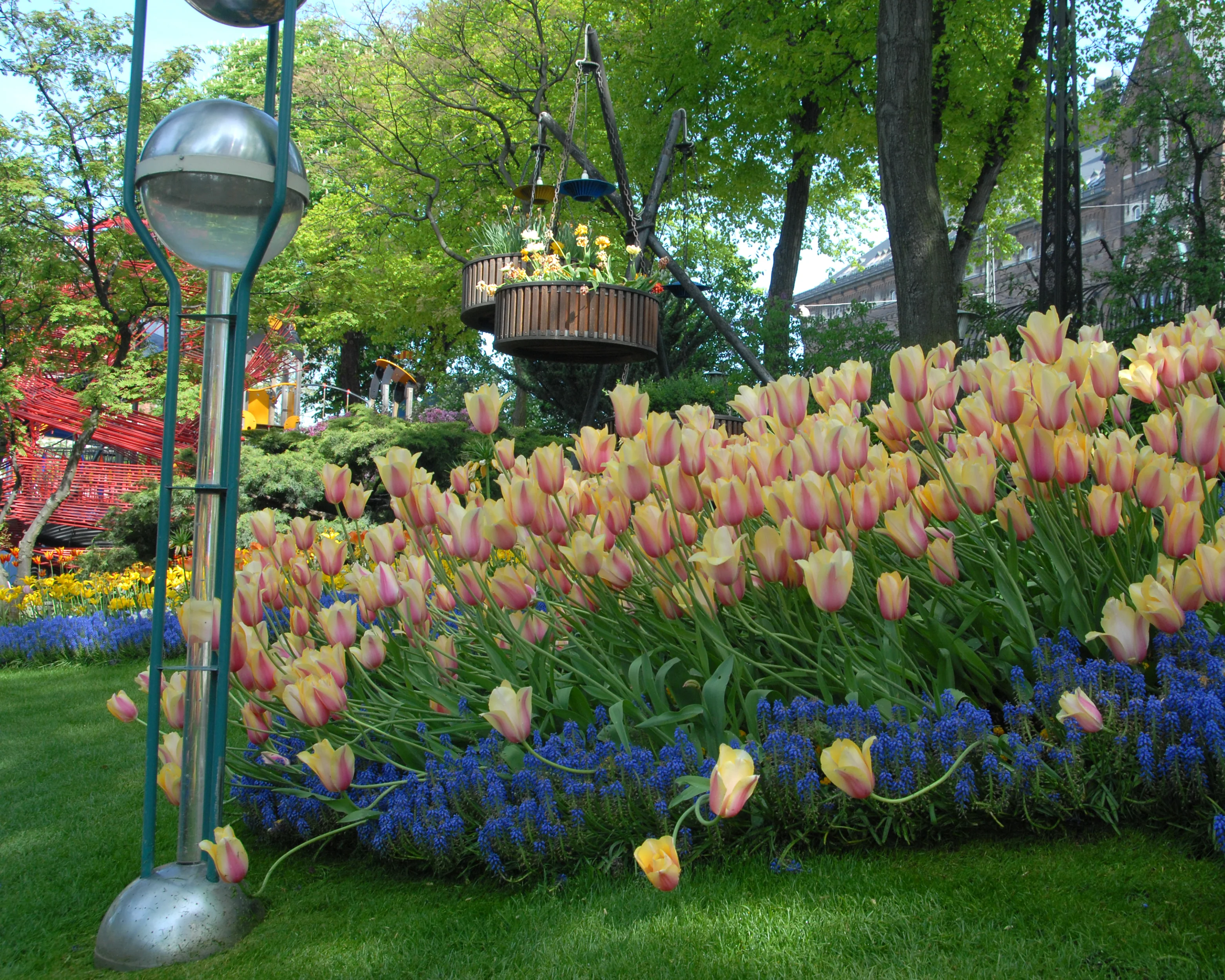 Tulip 'Blushing Beauty' - Image 6