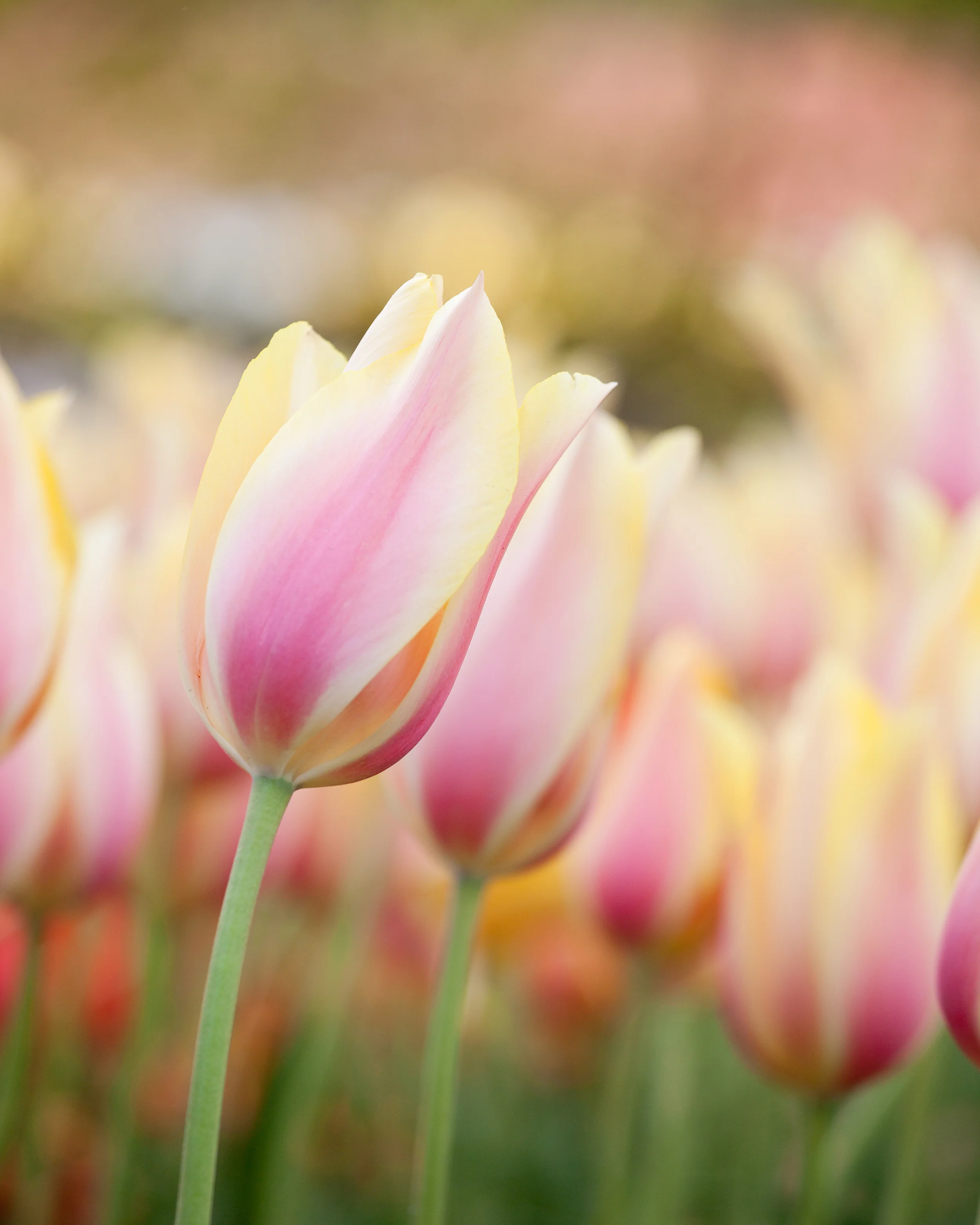 Tulip 'Blushing Beauty' - Image 7