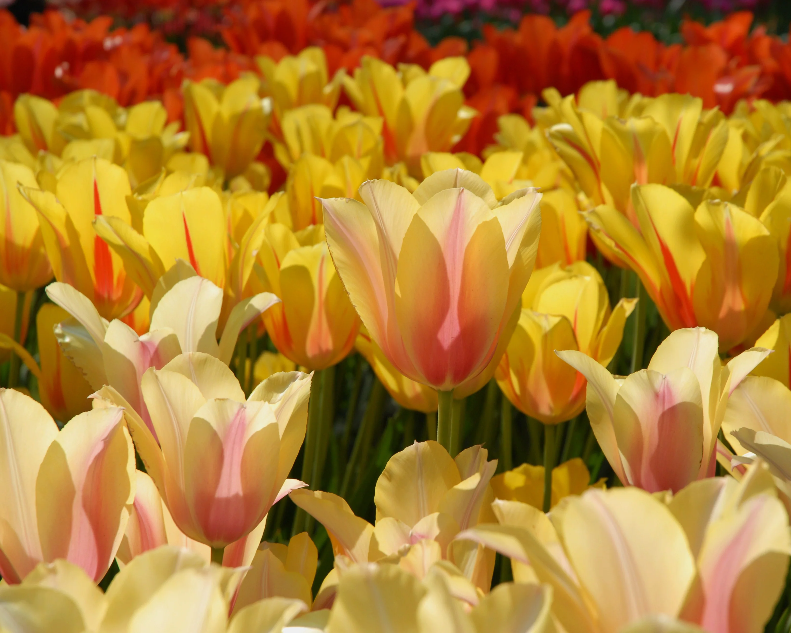 Tulip 'Blushing Beauty' - Image 8