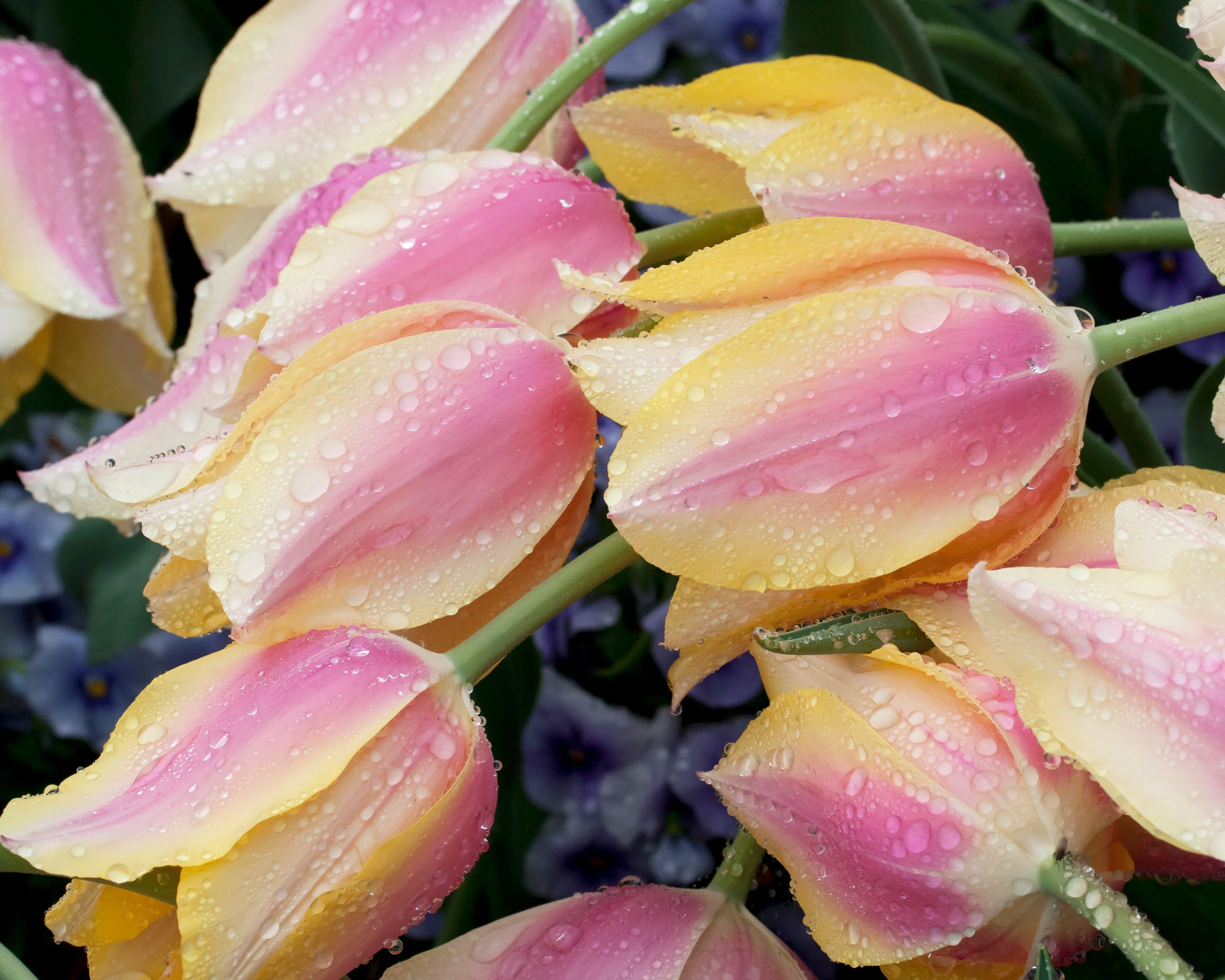 Tulip 'Blushing Beauty' - Image 9