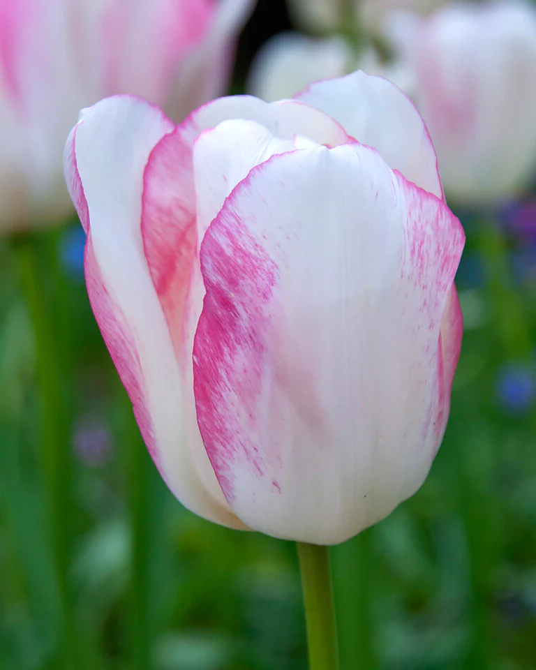 Tulip 'Blushing Girl' - Image 2