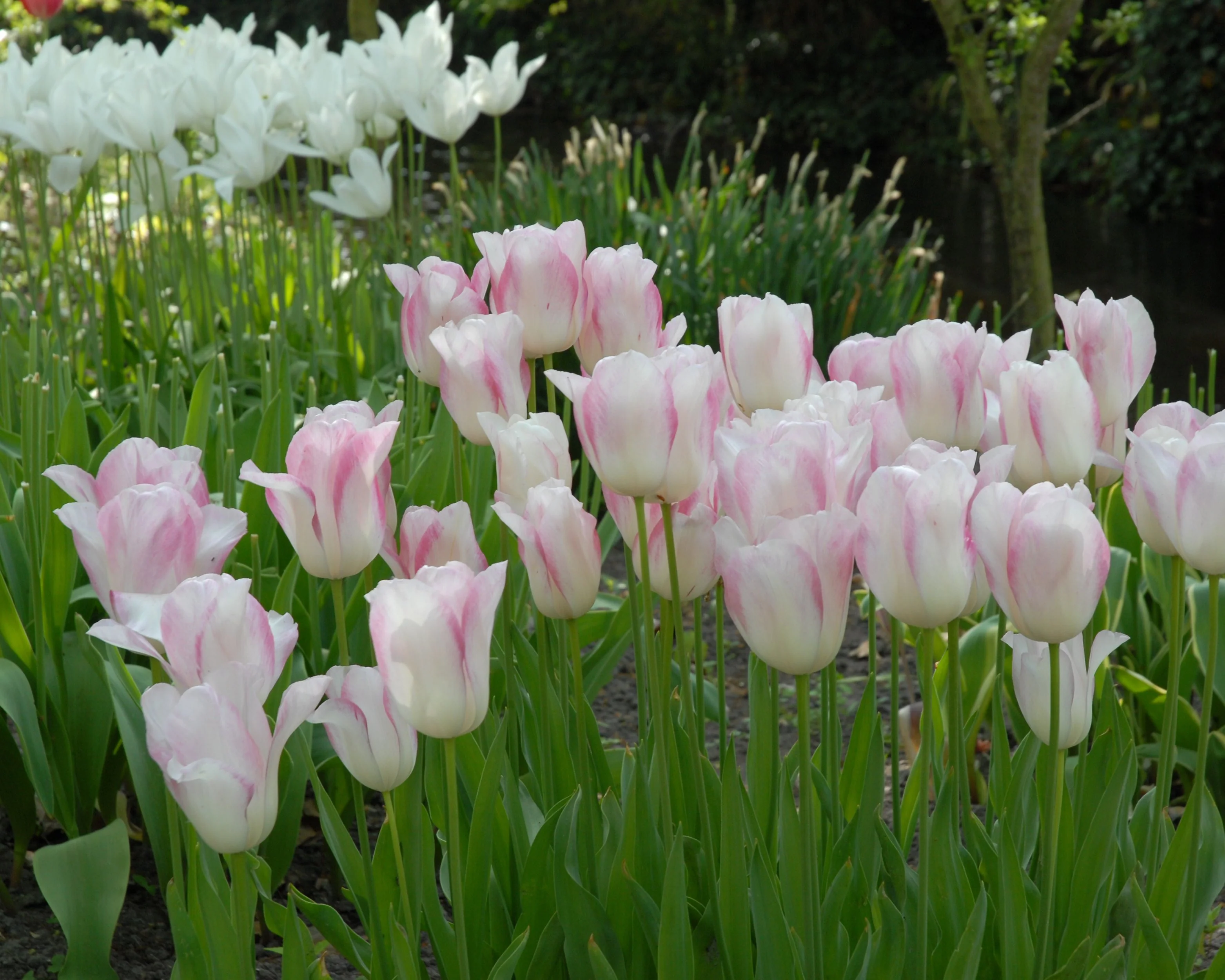 Tulip 'Blushing Girl' - Image 4