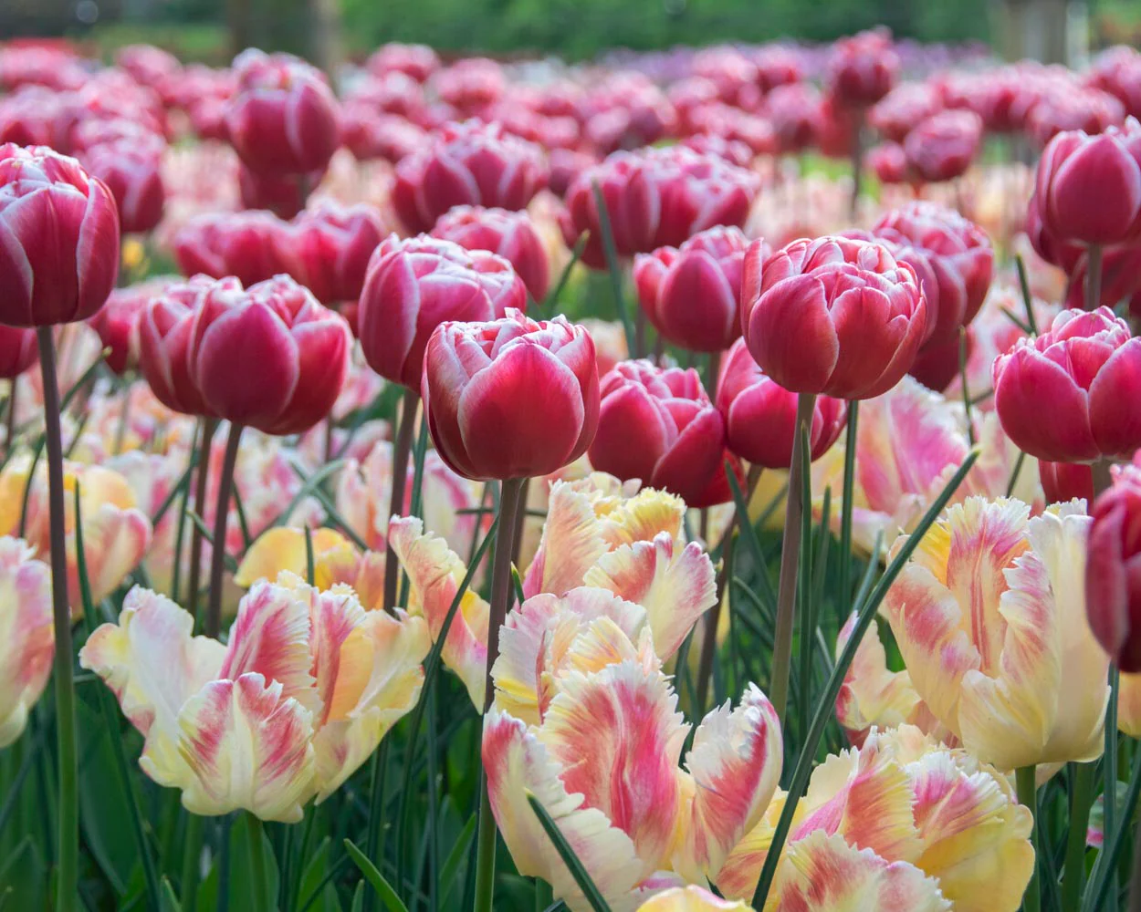 Tulip 'Blushing Parrot' - Image 2