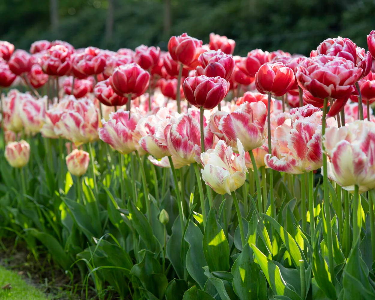 Tulip 'Blushing Parrot' - Image 6