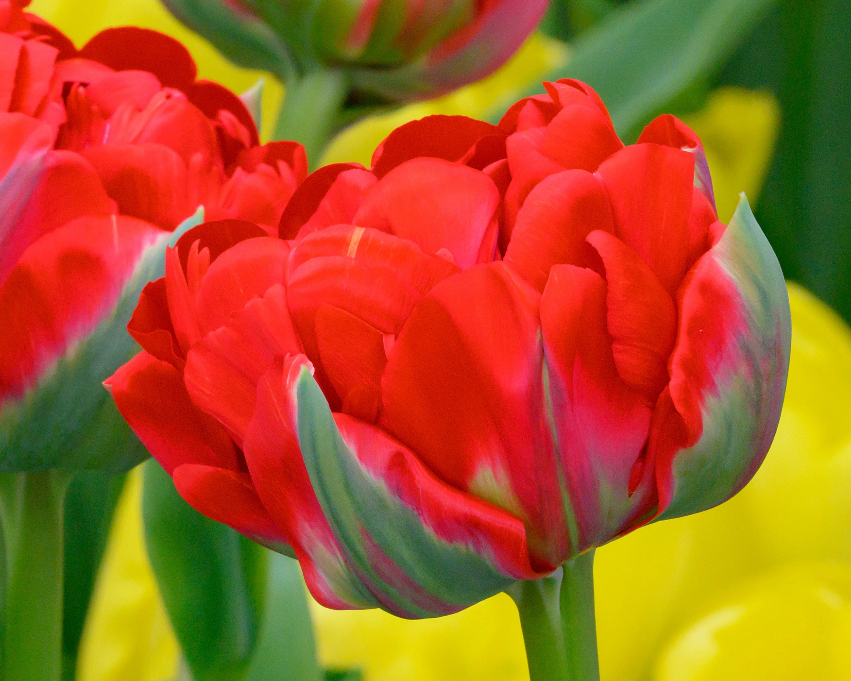 Tulip 'Bombastic Red' - Image 10