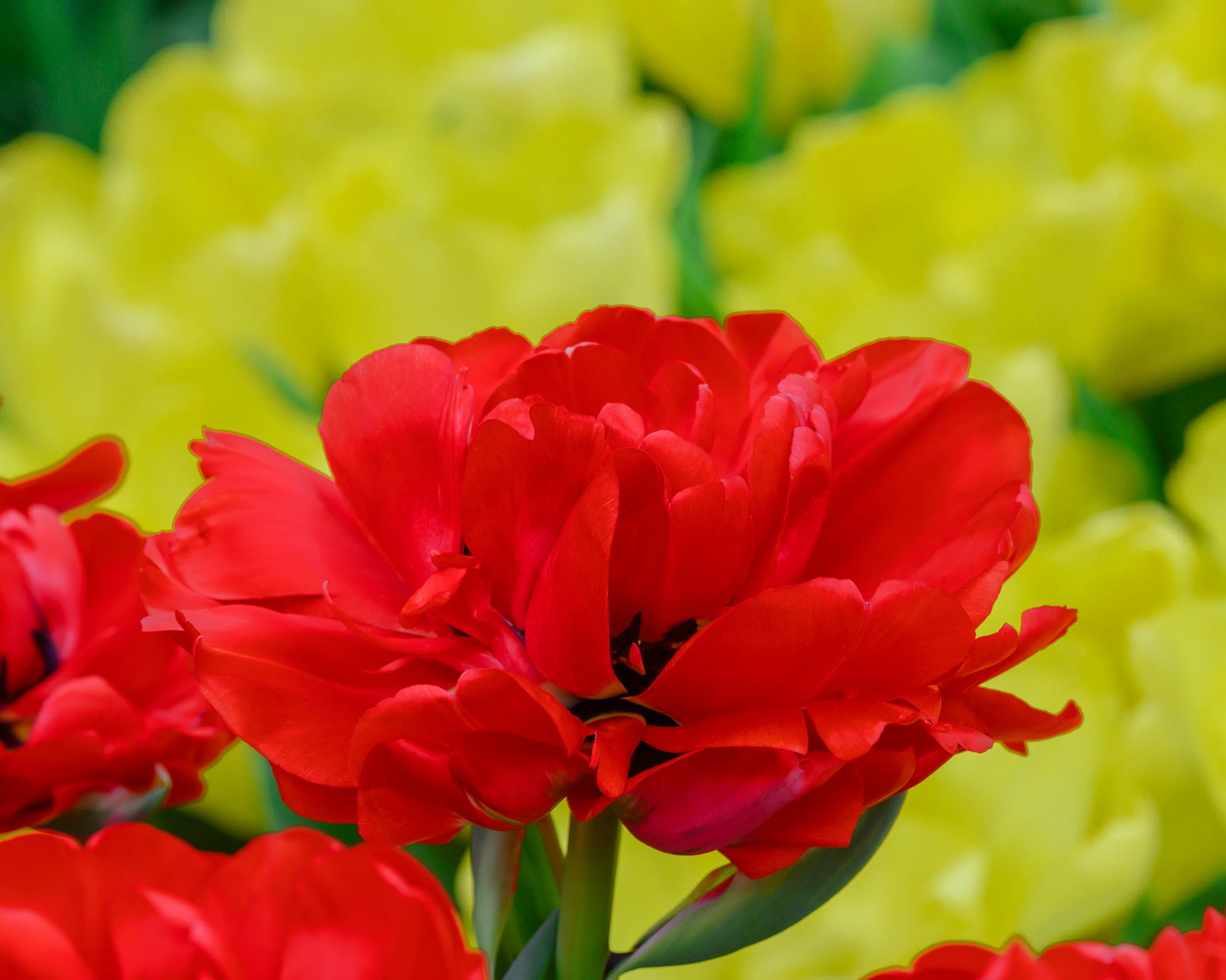 Tulip 'Bombastic Red' - Image 11