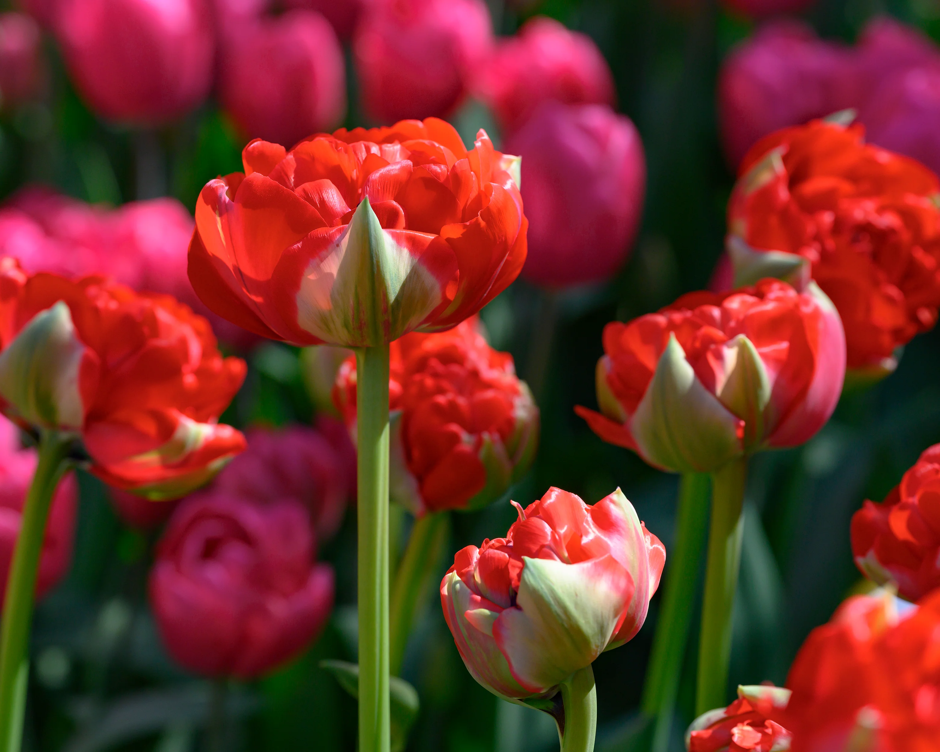 Tulip 'Bombastic Red' - Image 13
