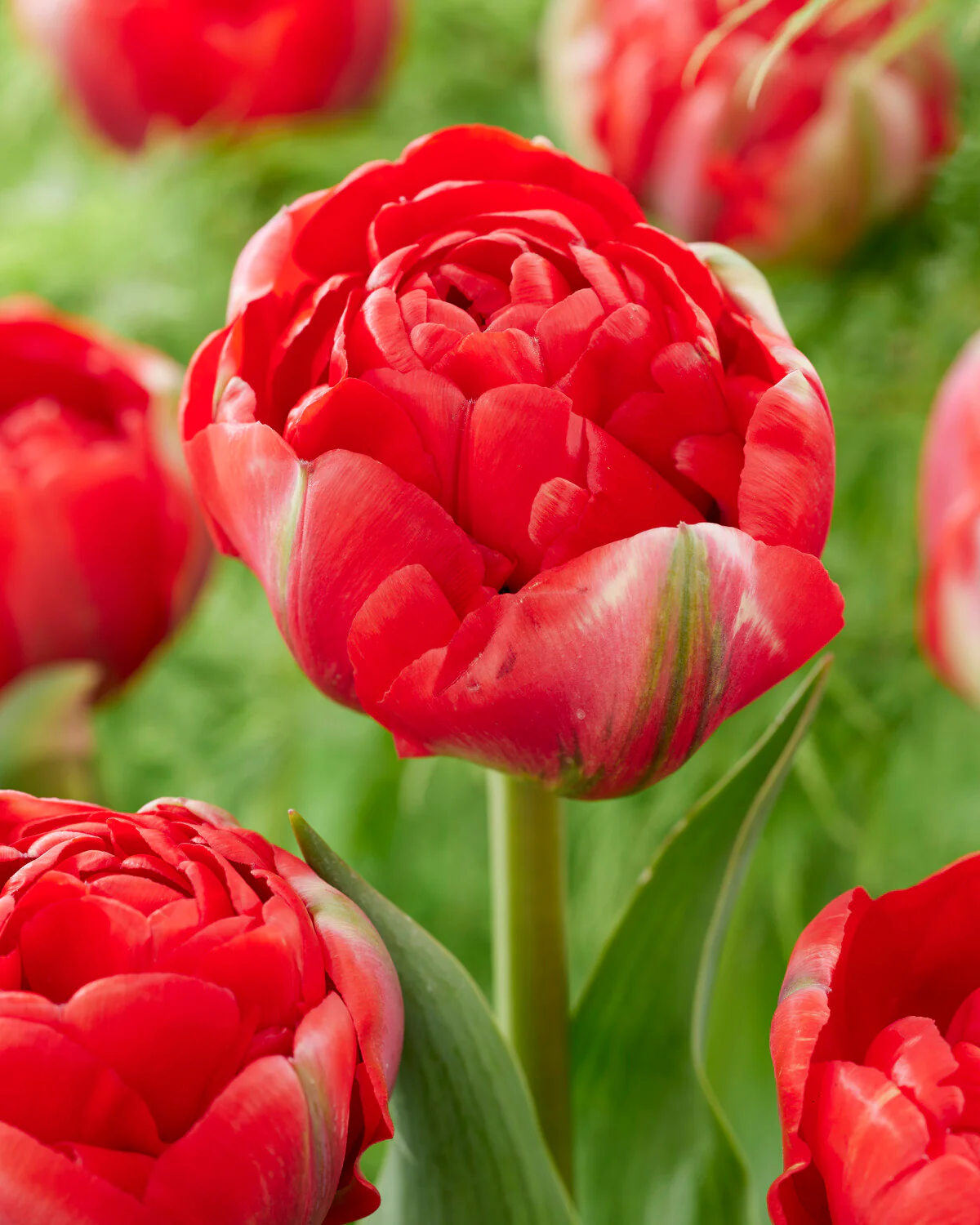 Tulip 'Bombastic Red' - Image 4
