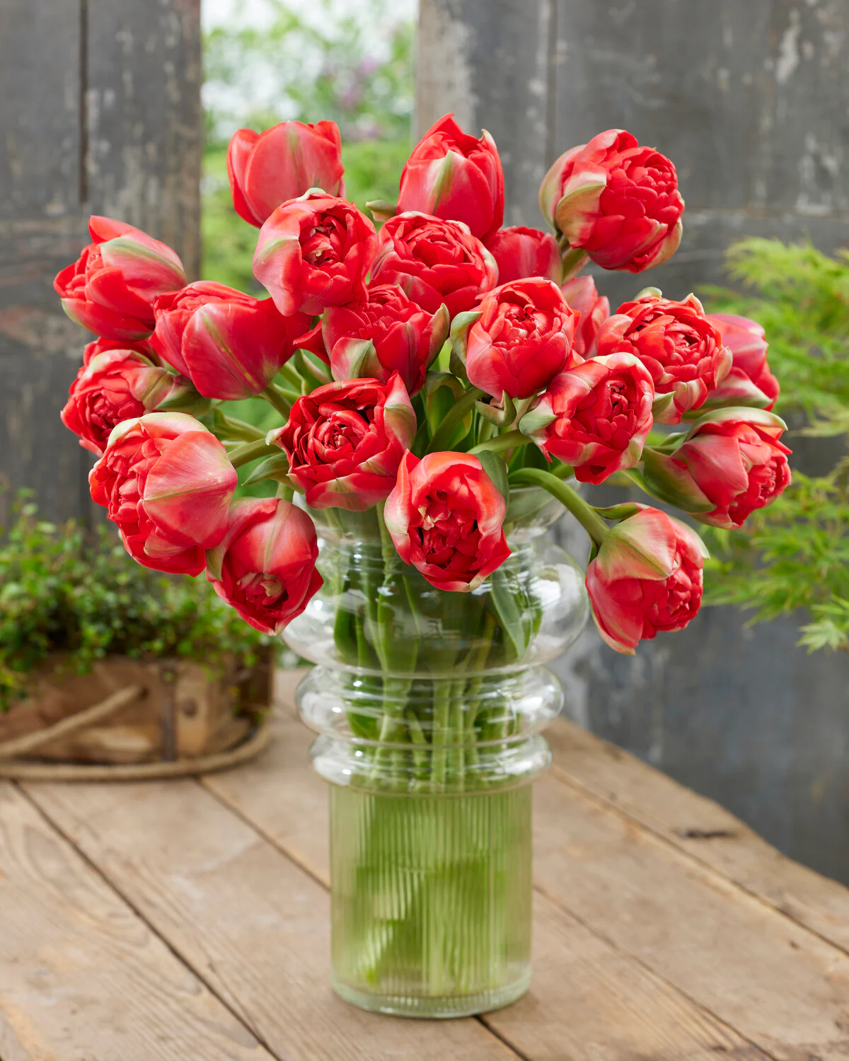 Tulip 'Bombastic Red' - Image 6