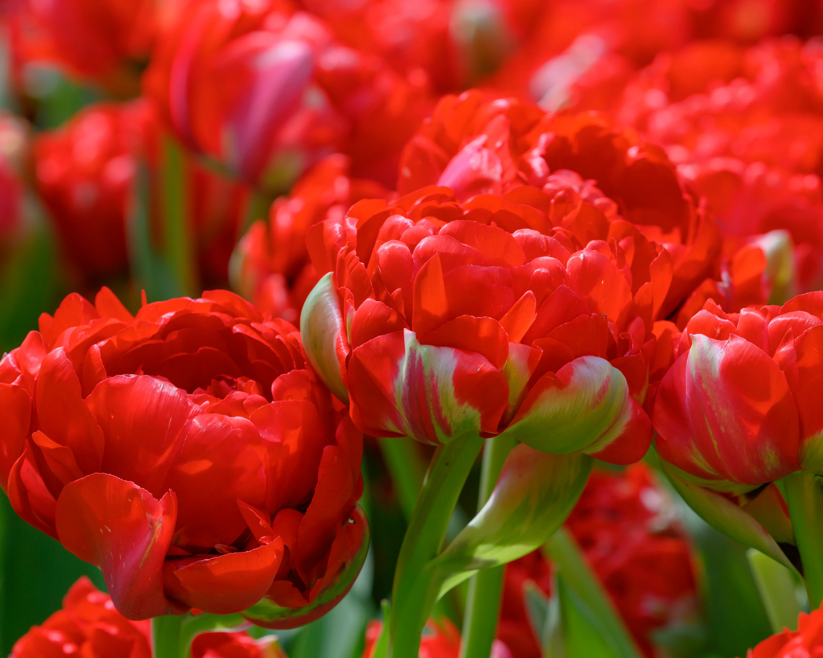 Tulip 'Bombastic Red' - Image 8