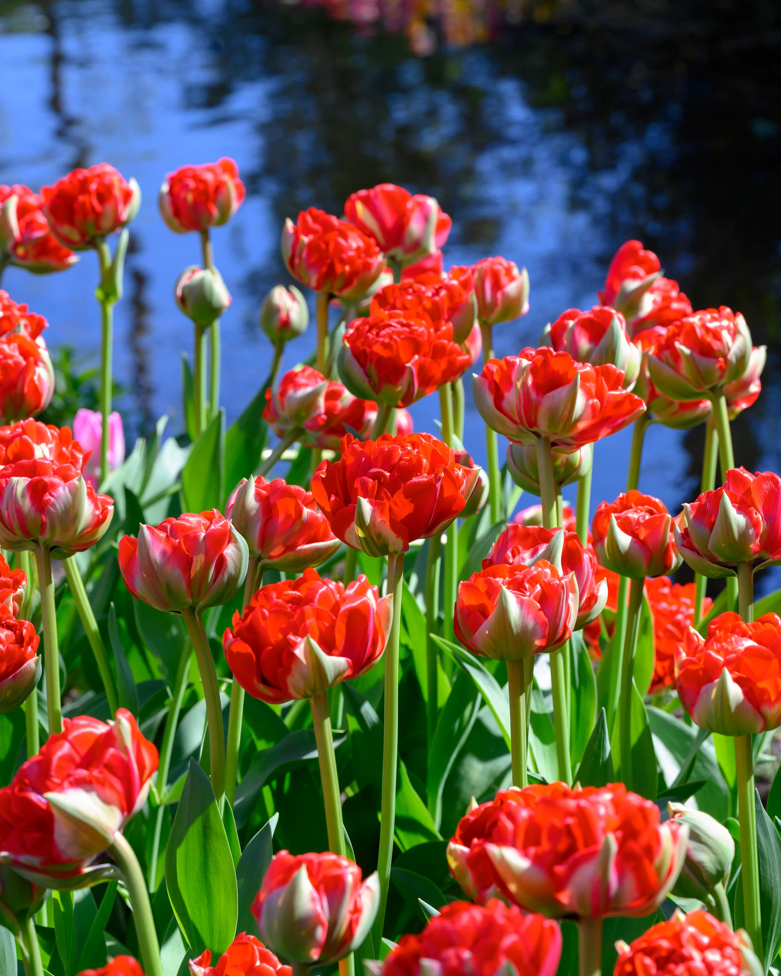 Tulip 'Bombastic Red' - Image 9