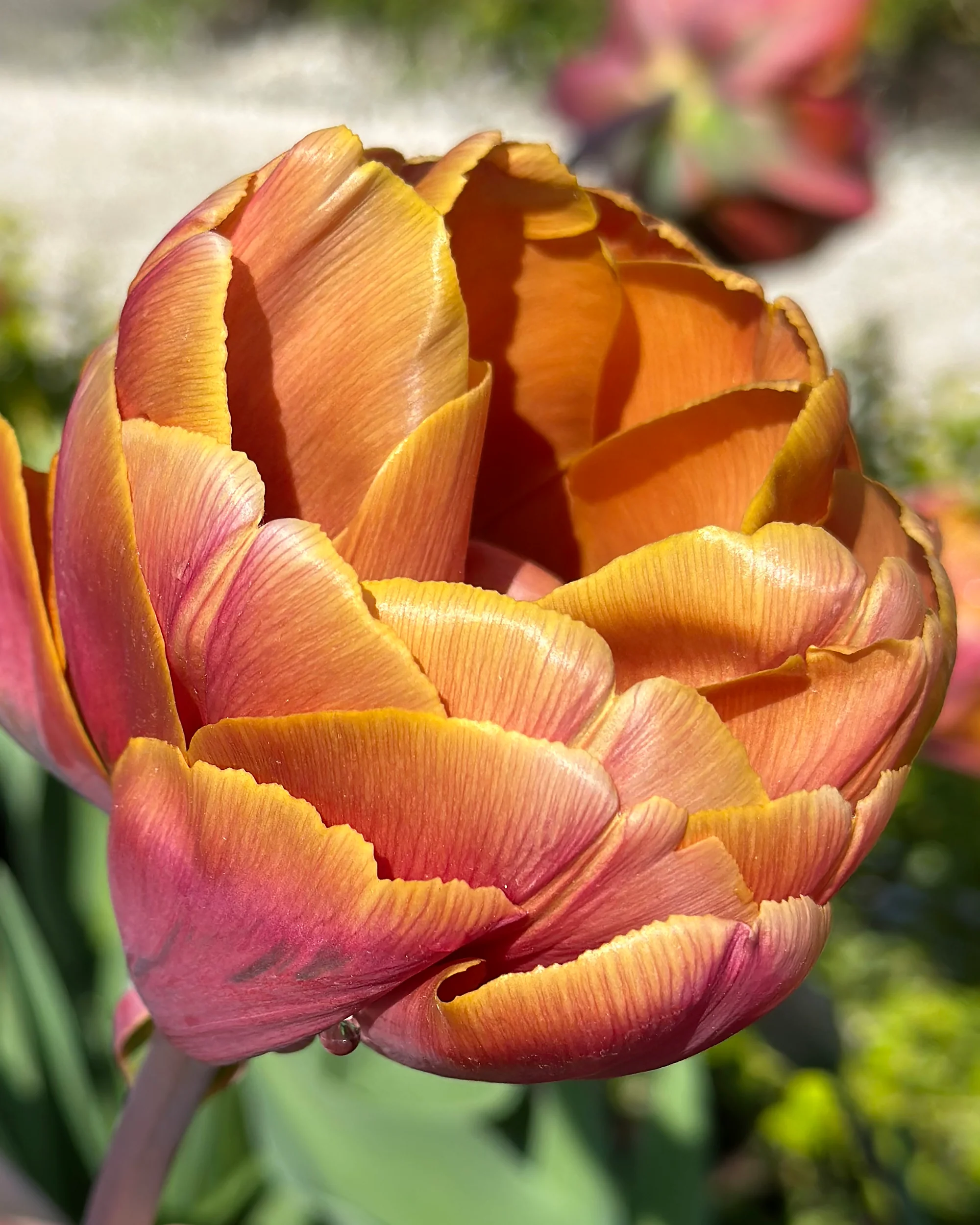 Tulip 'Brasil' - Image 10