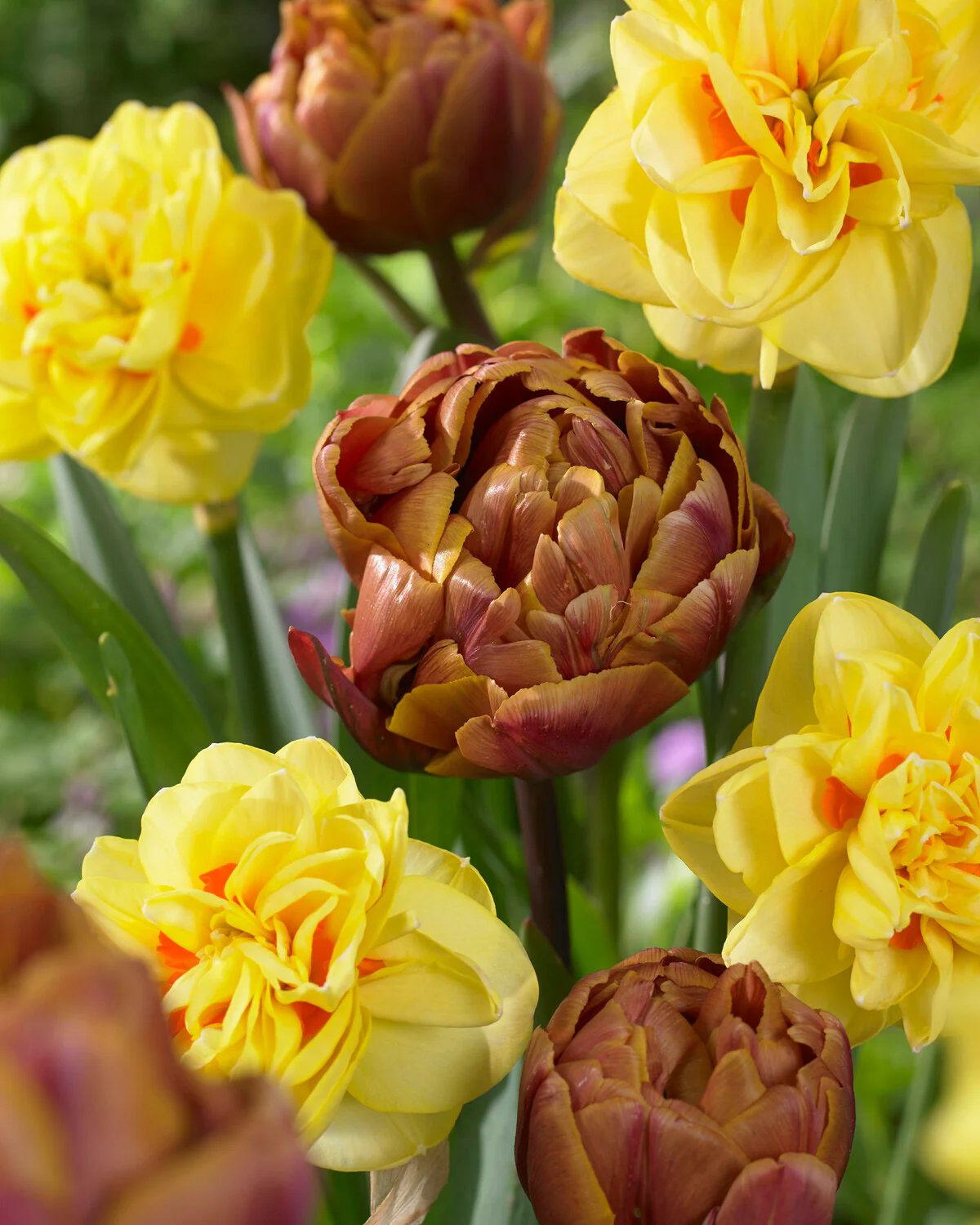 Tulip 'Brasil' - Image 11