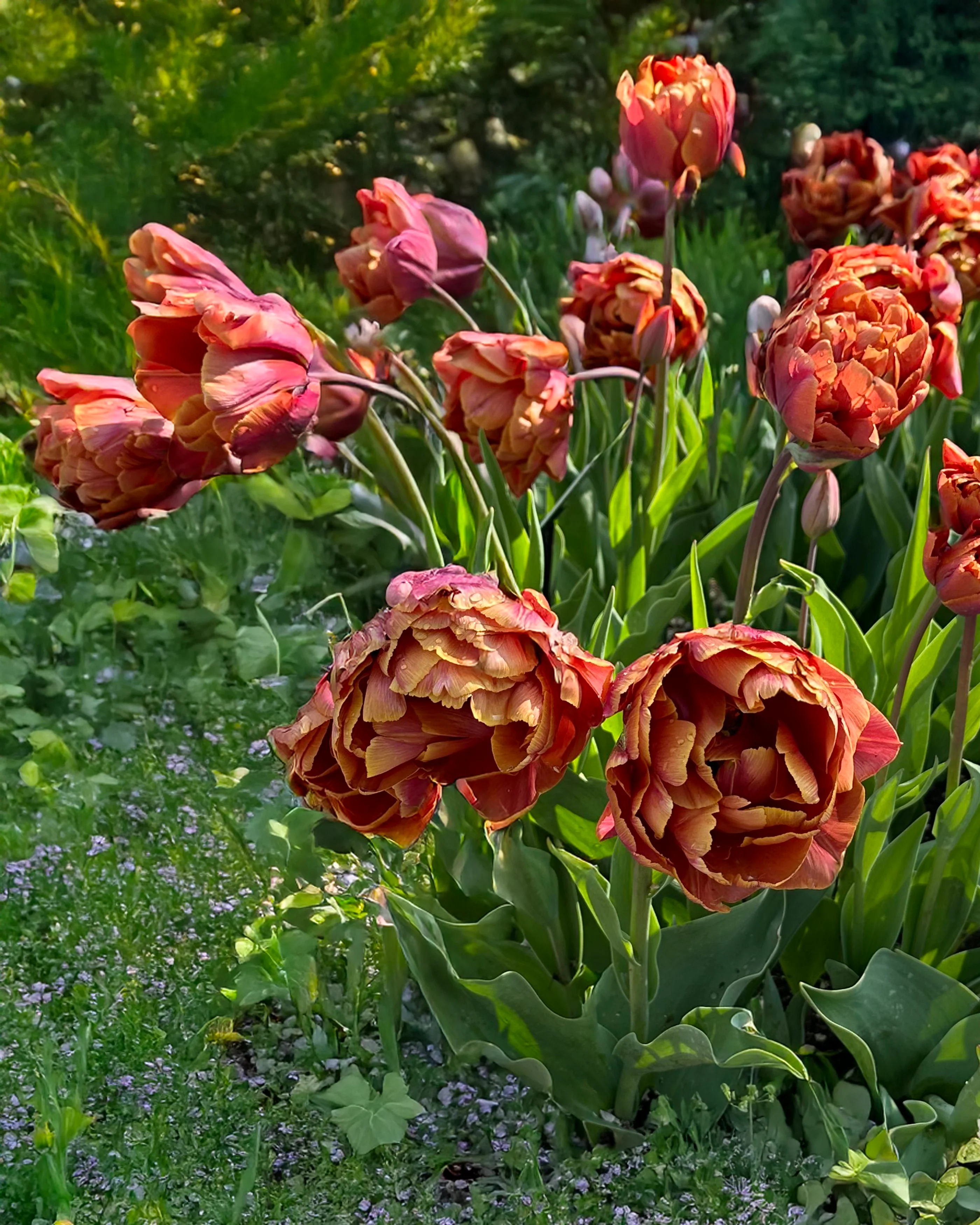 Tulip 'Brasil' - Image 2