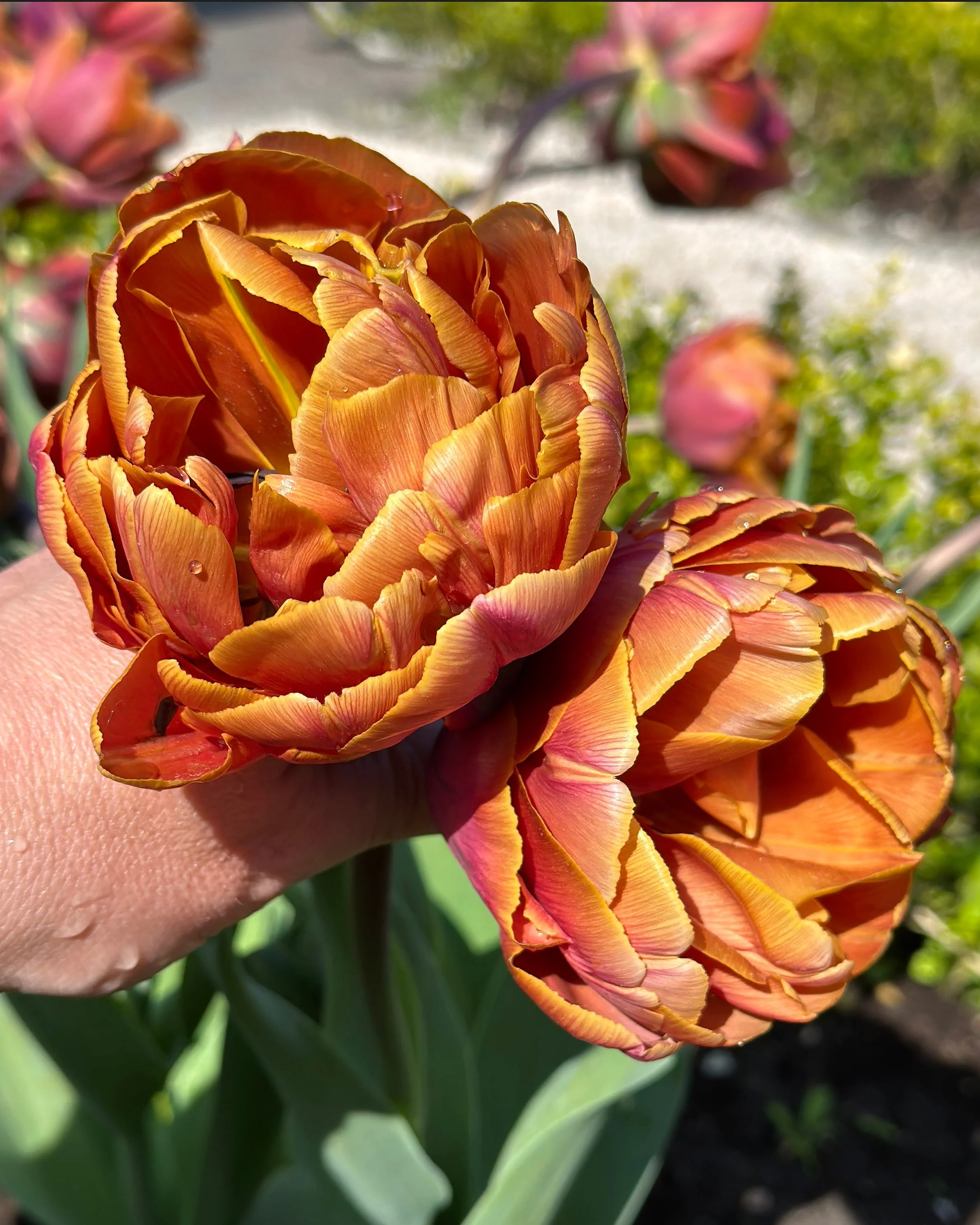Tulip 'Brasil' - Image 3