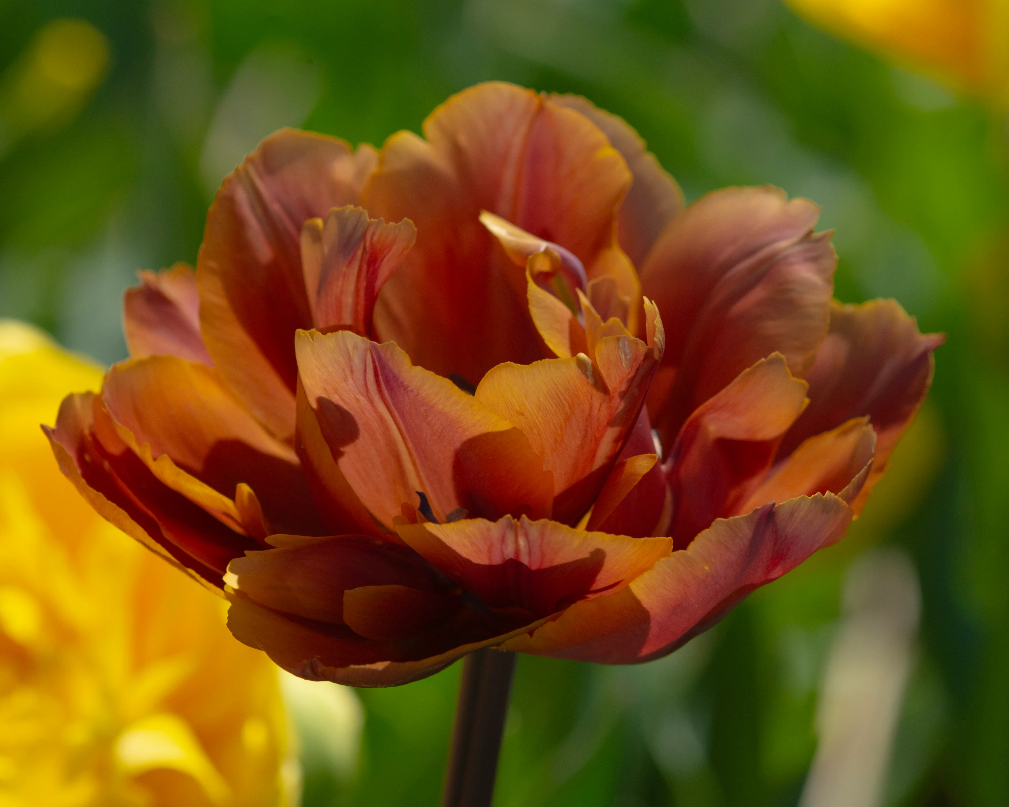 Tulip 'Brasil' - Image 4