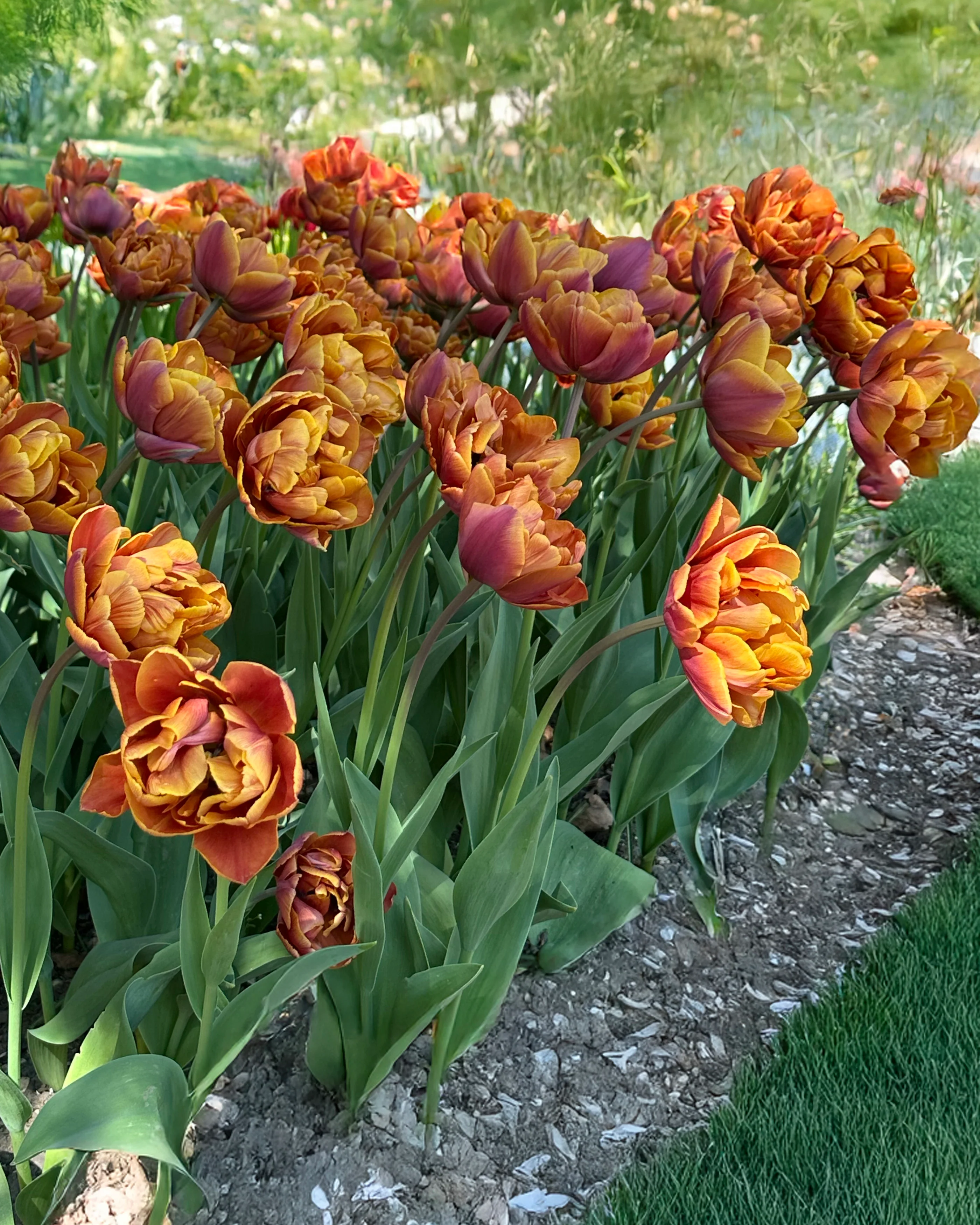 Tulip 'Brasil' - Image 6